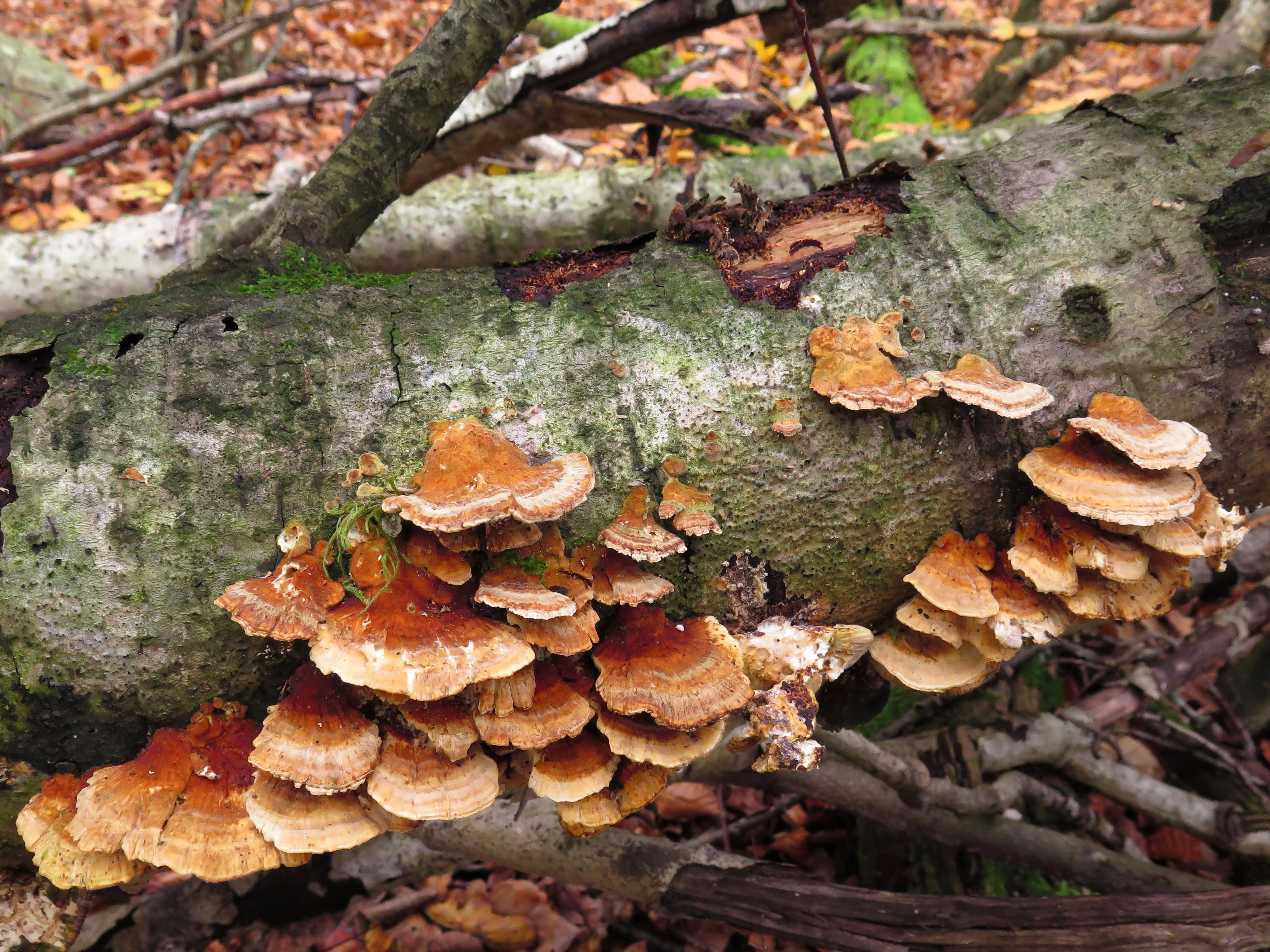 : Trametes ochracea.