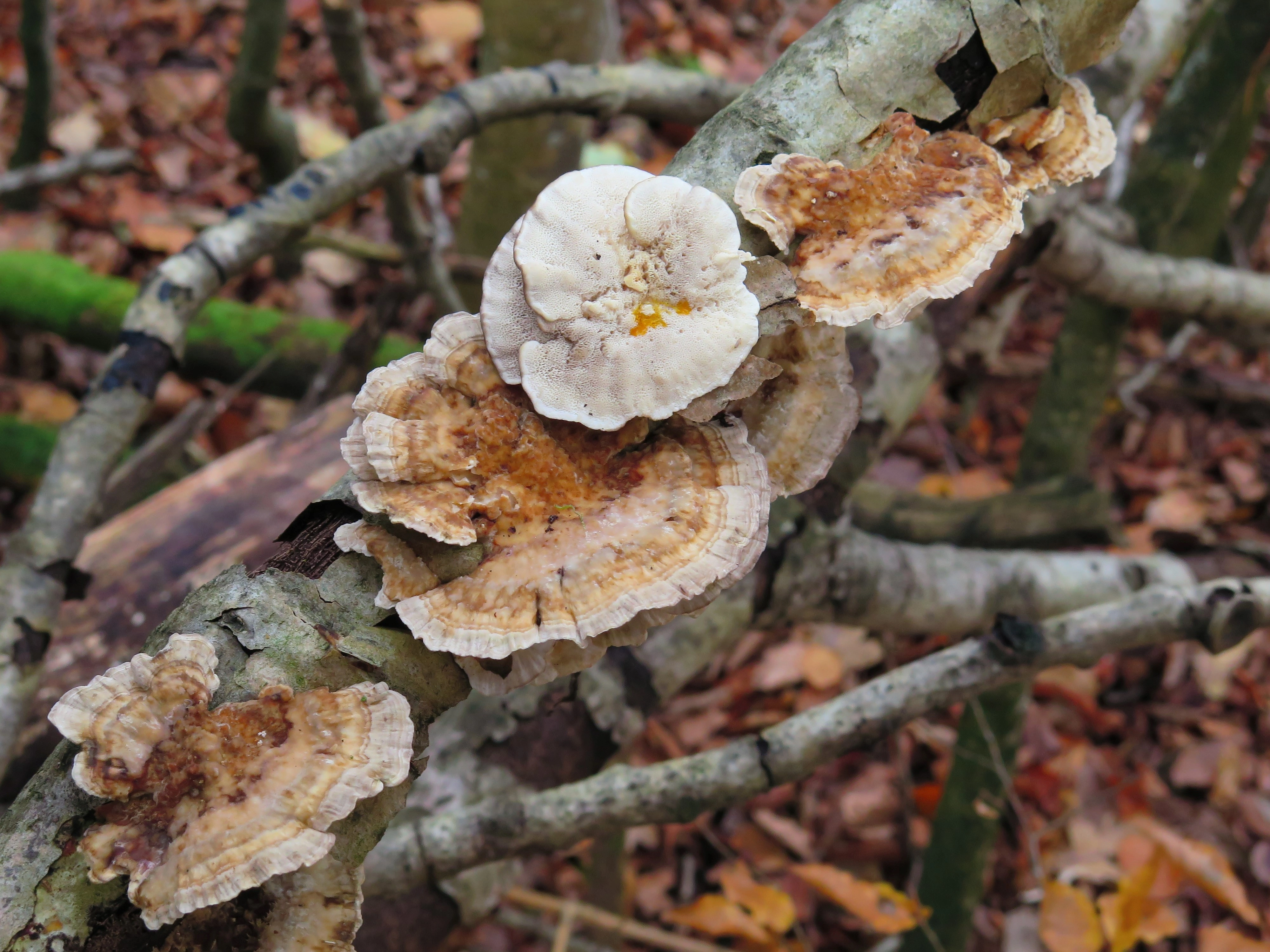 : Trametes ochracea.