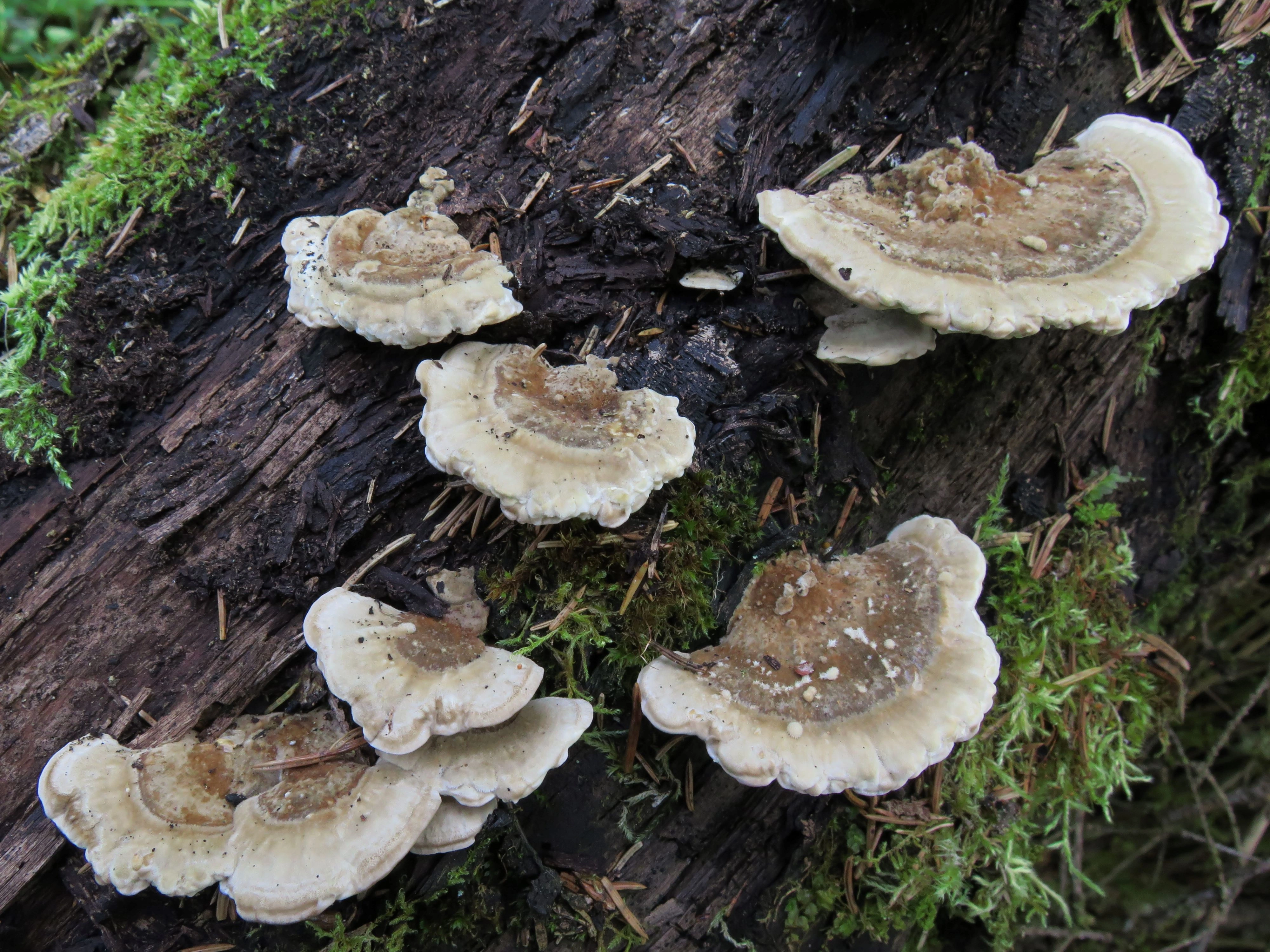 : Trametes ochracea.