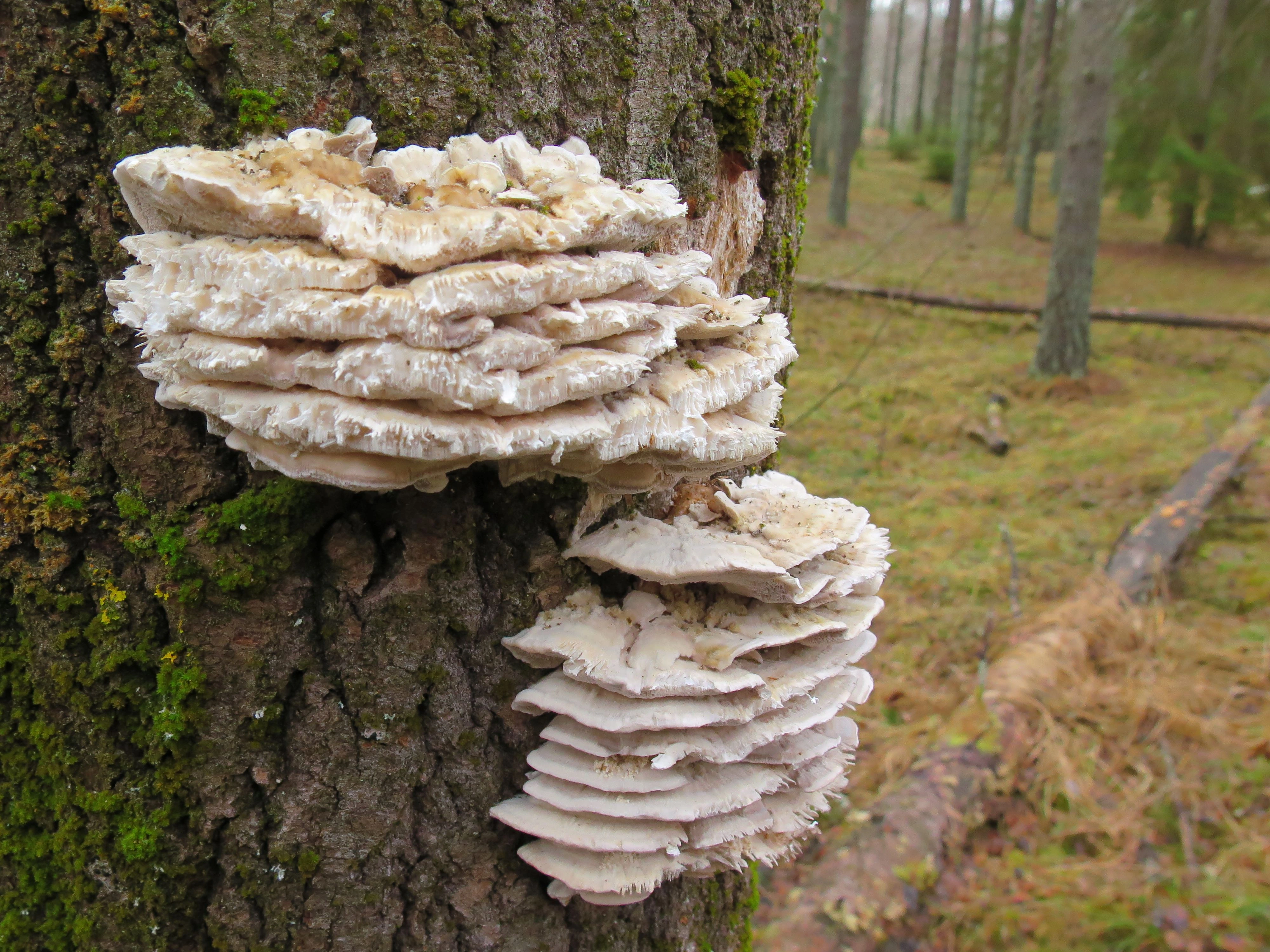 : Trametes pubescens.