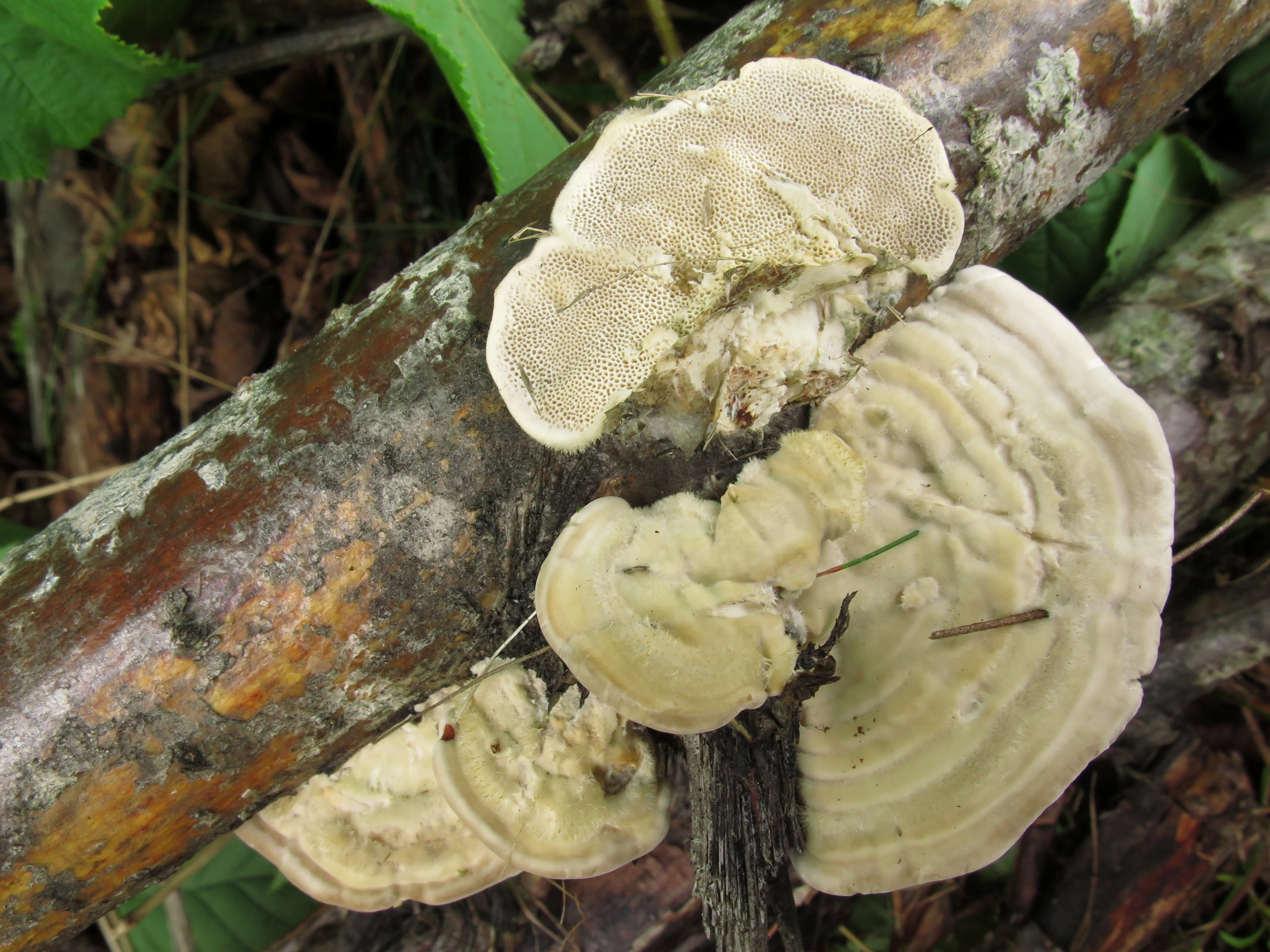 : Trametes pubescens.