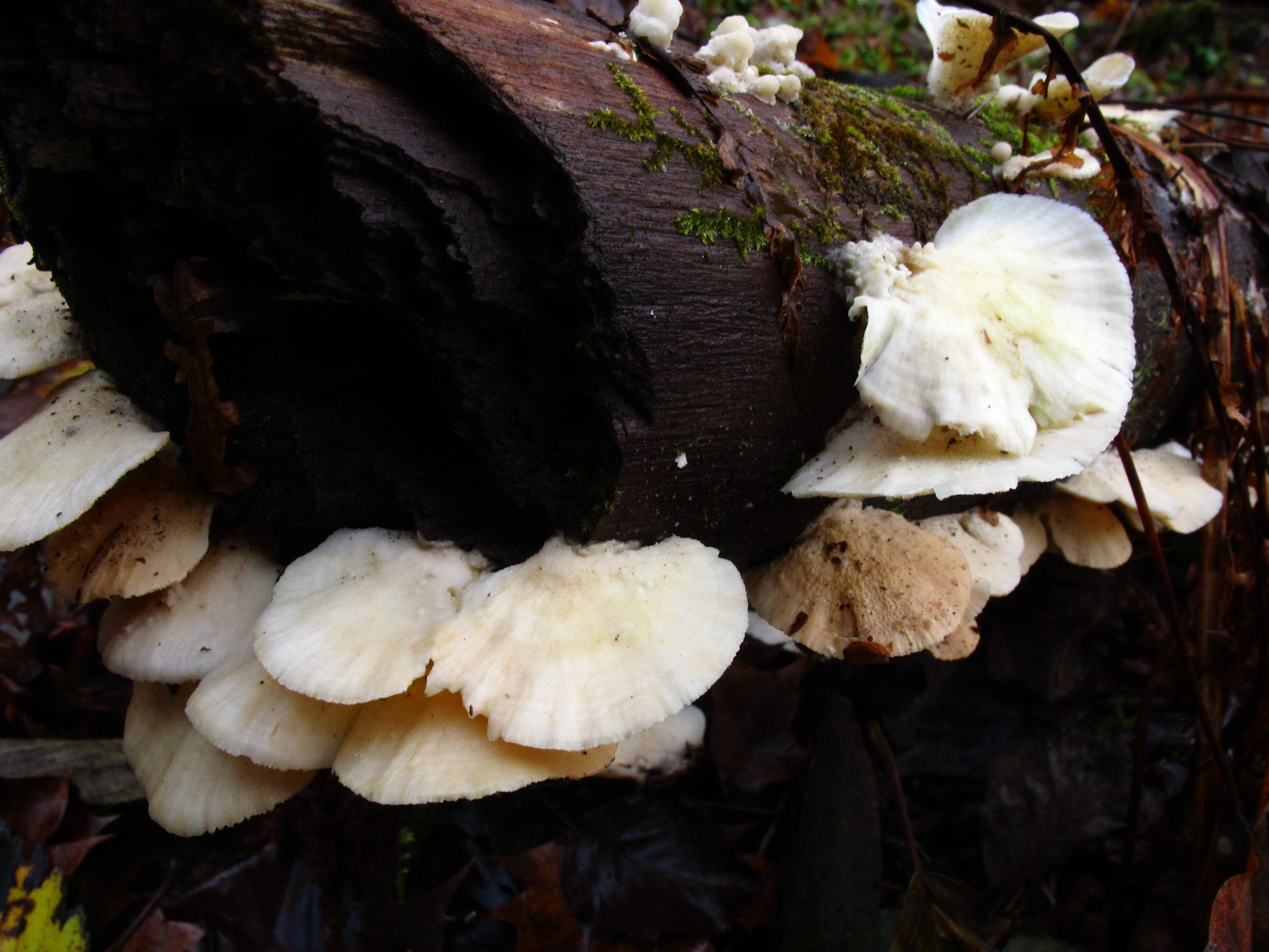 : Trametes pubescens.