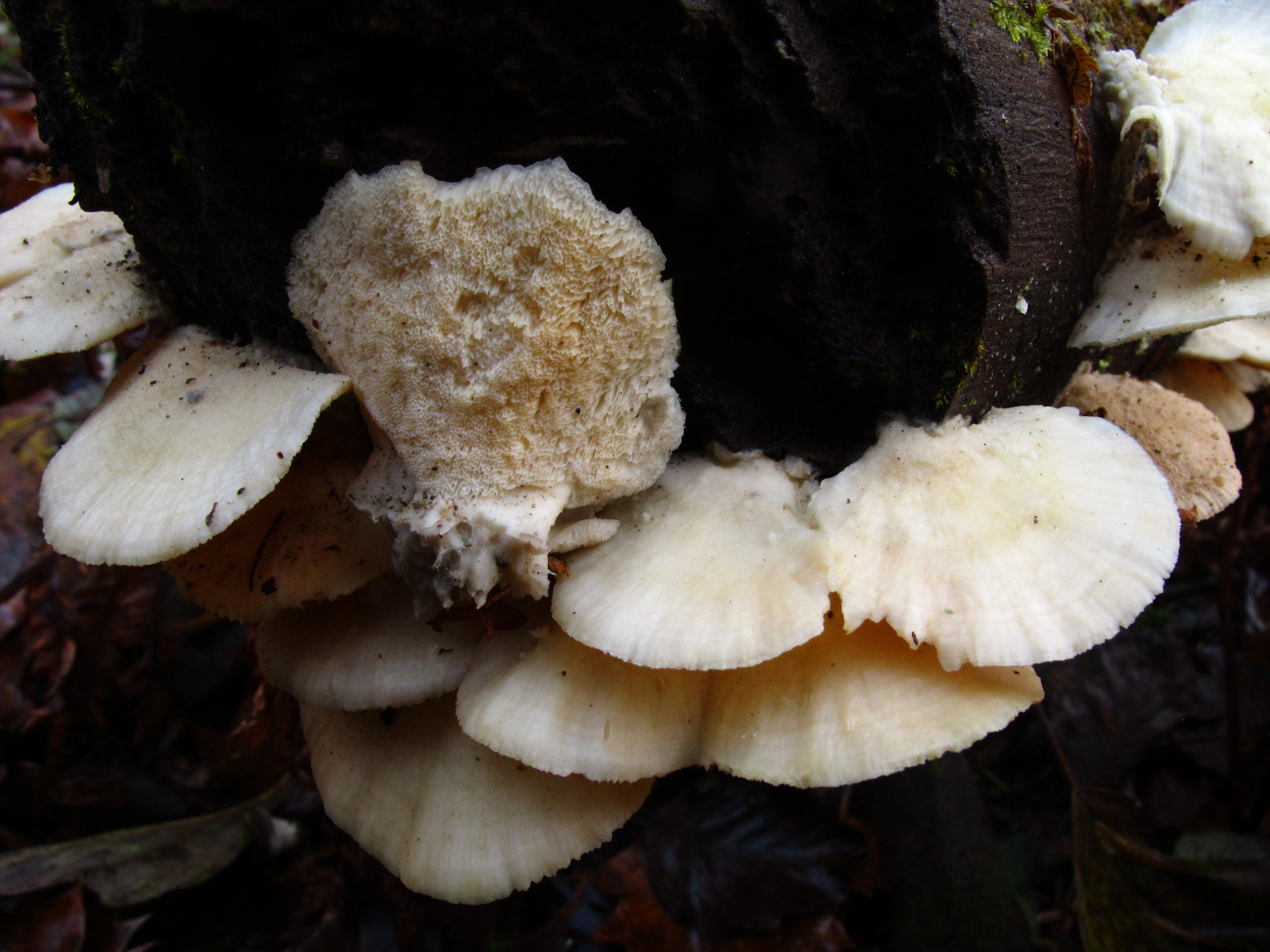 : Trametes pubescens.