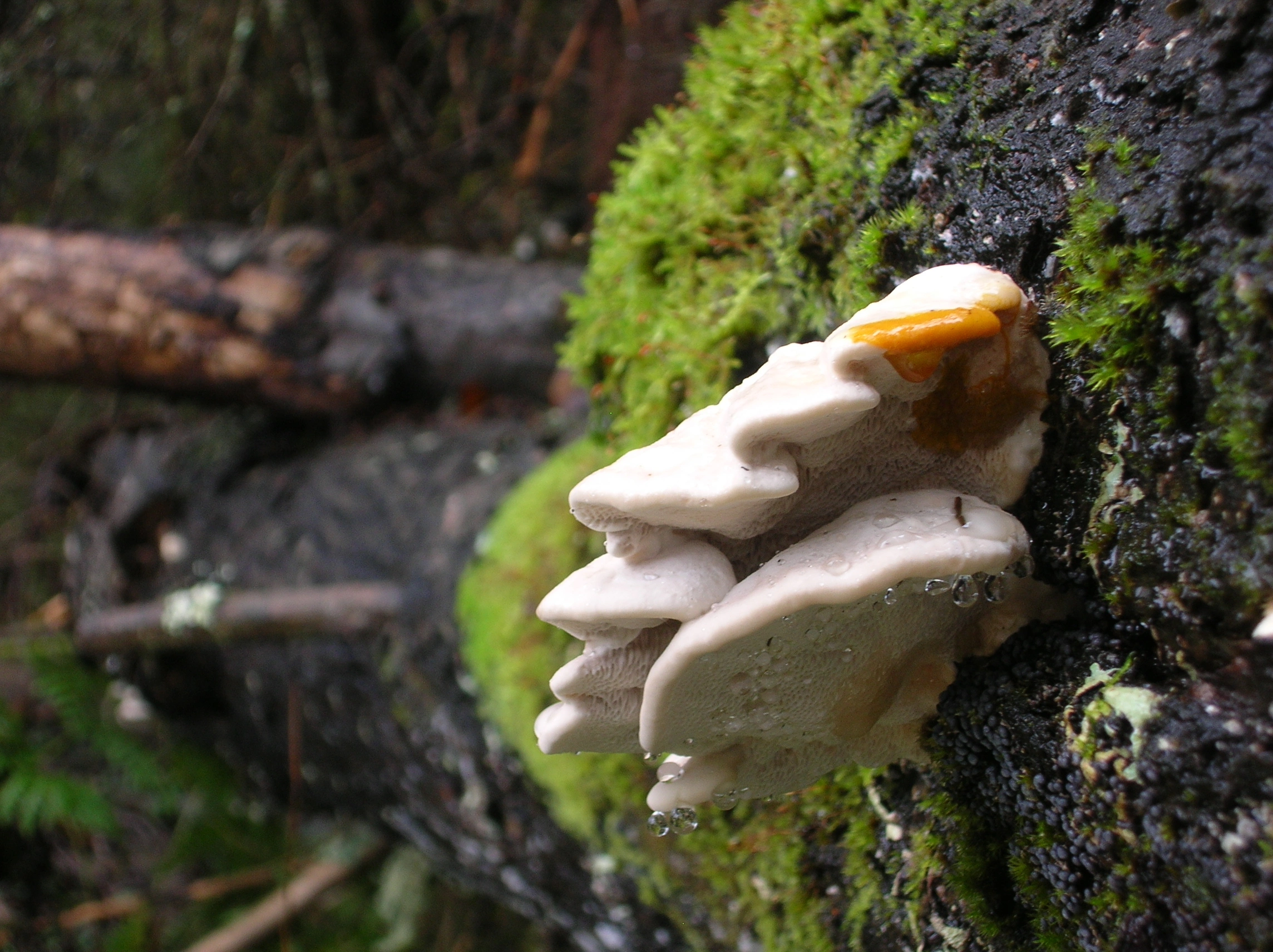 : Trametes suaveolens.