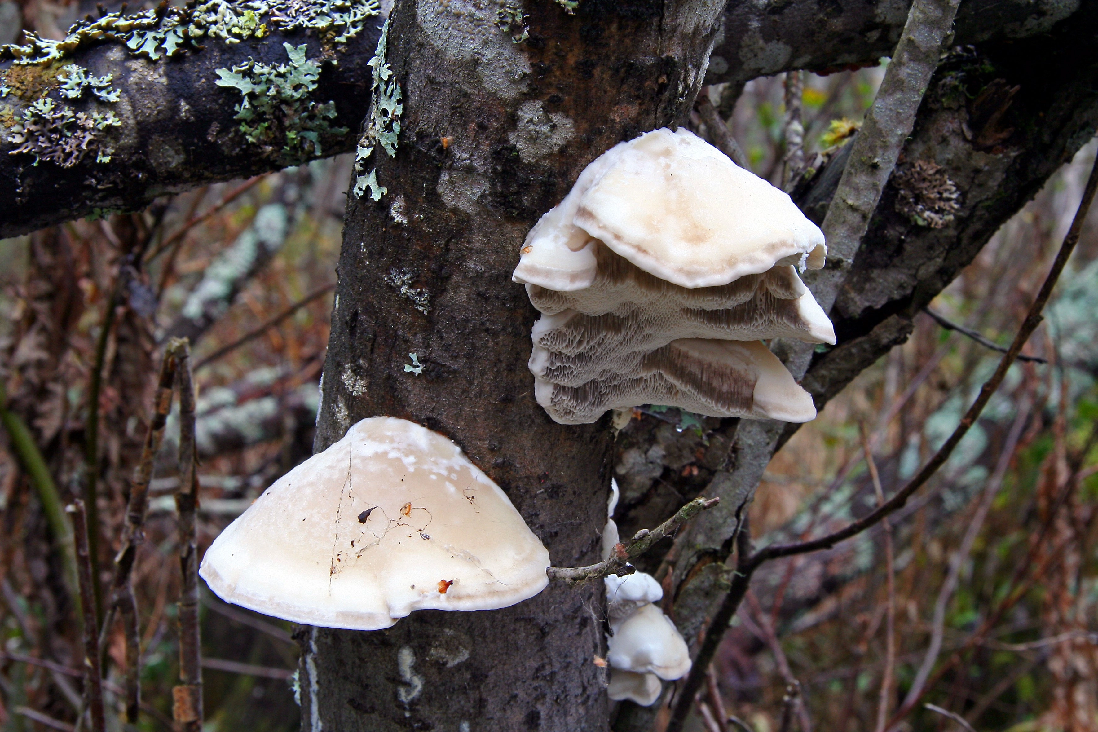 : Trametes suaveolens.