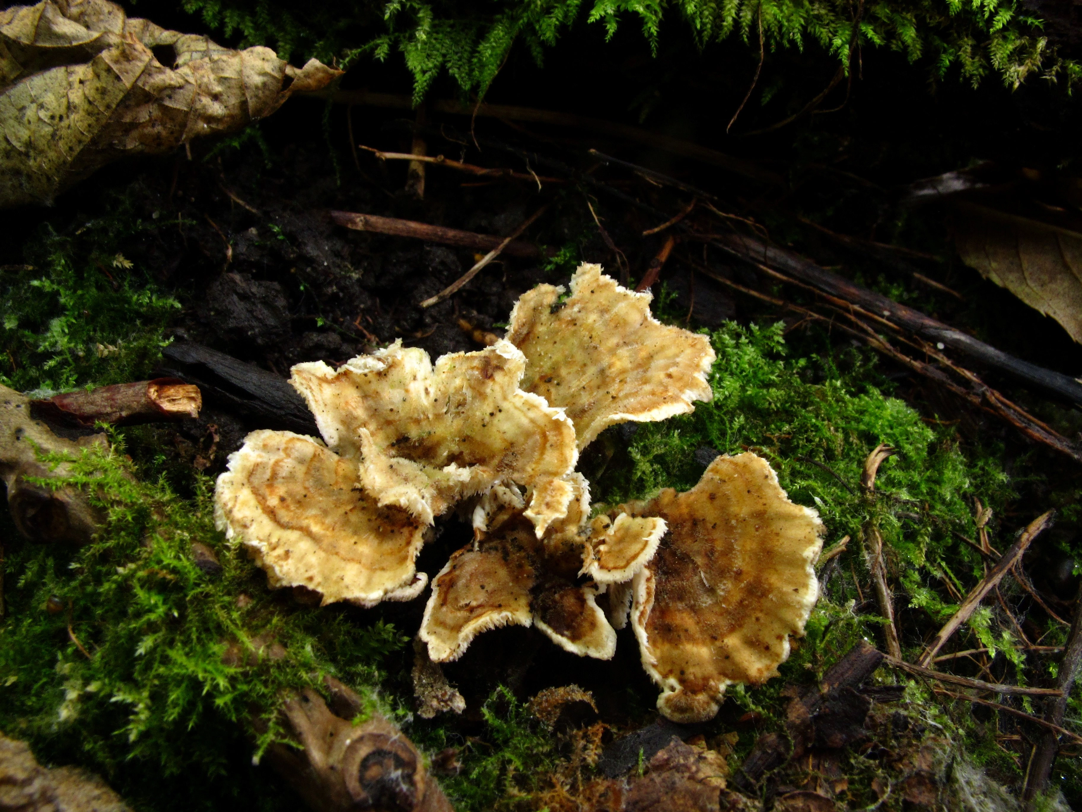 : Trametes versicolor.