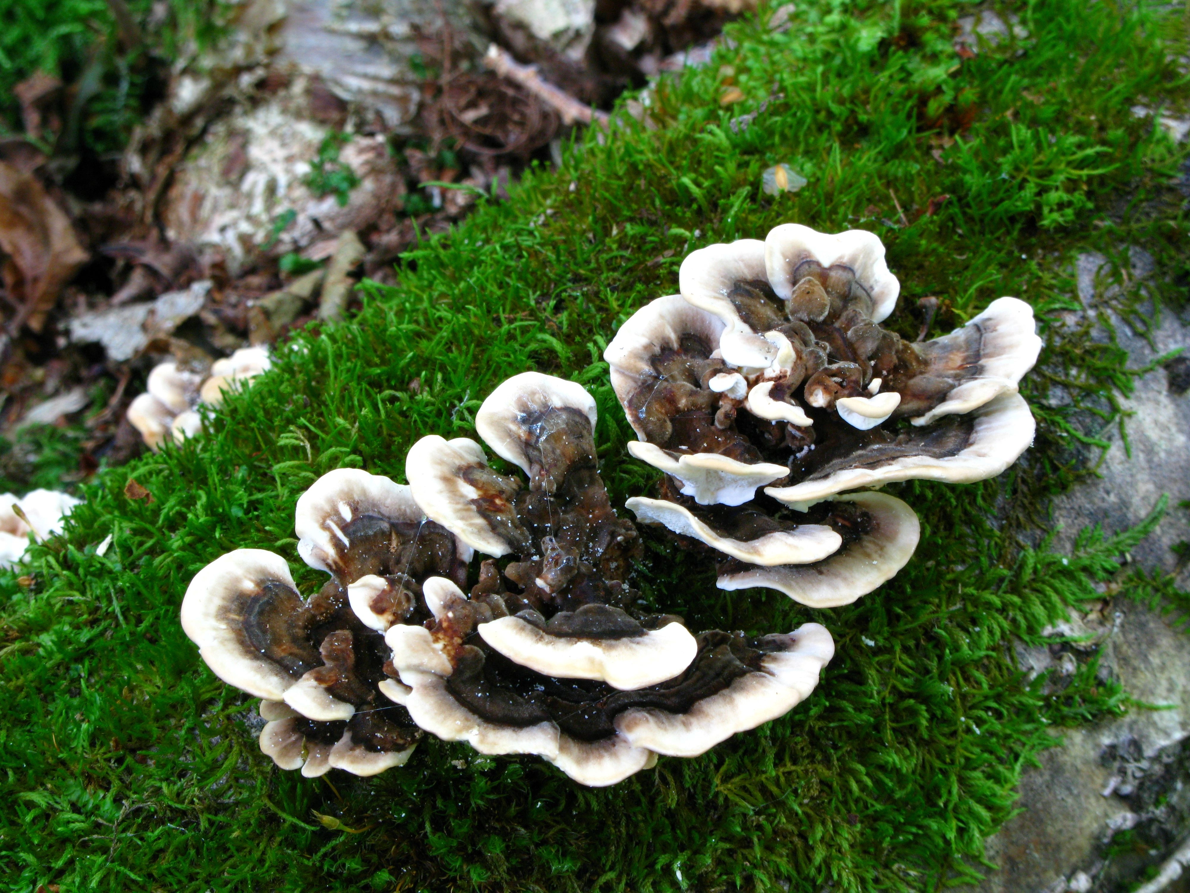 : Trametes versicolor.