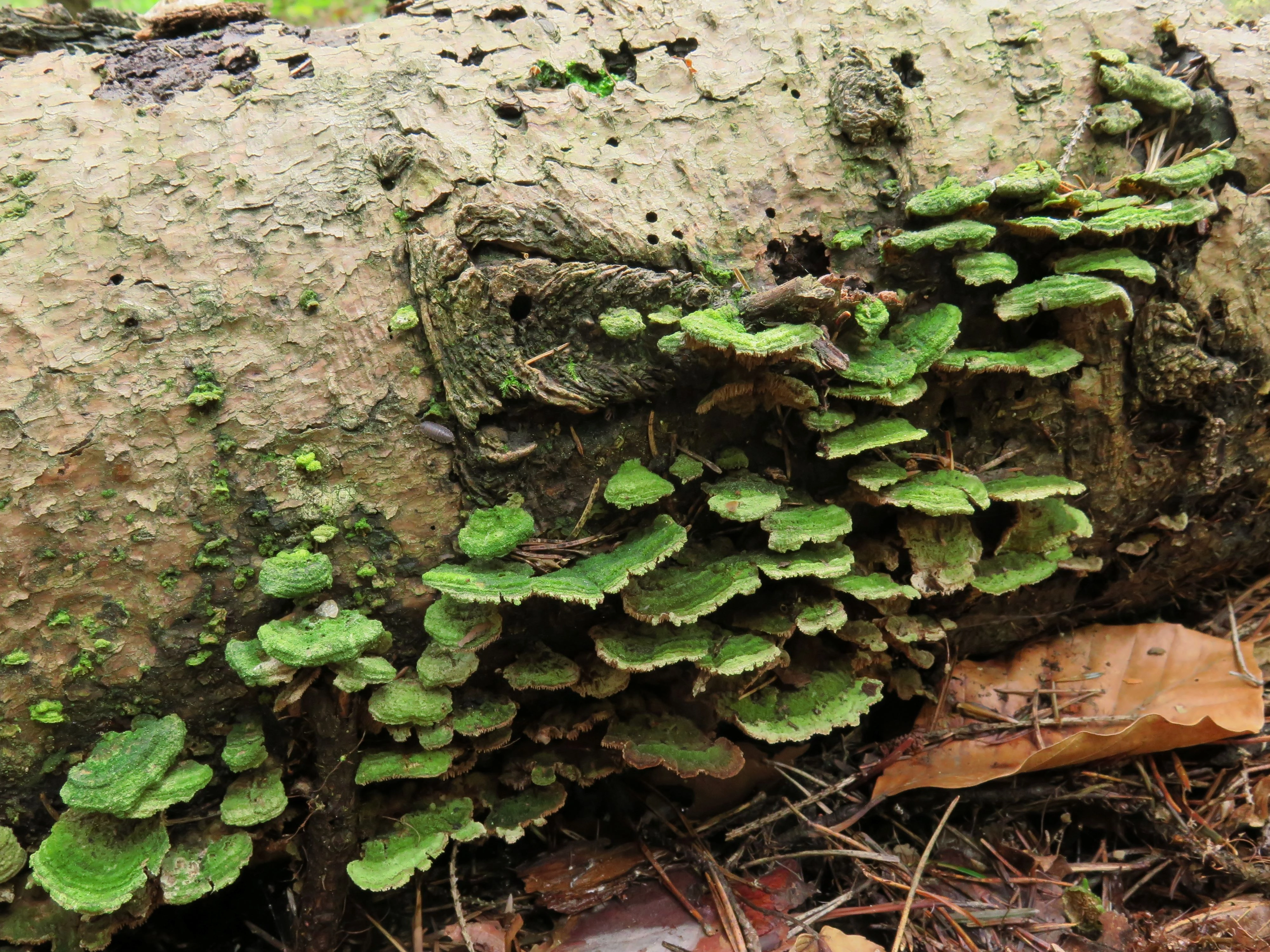 : Trichaptum biforme.