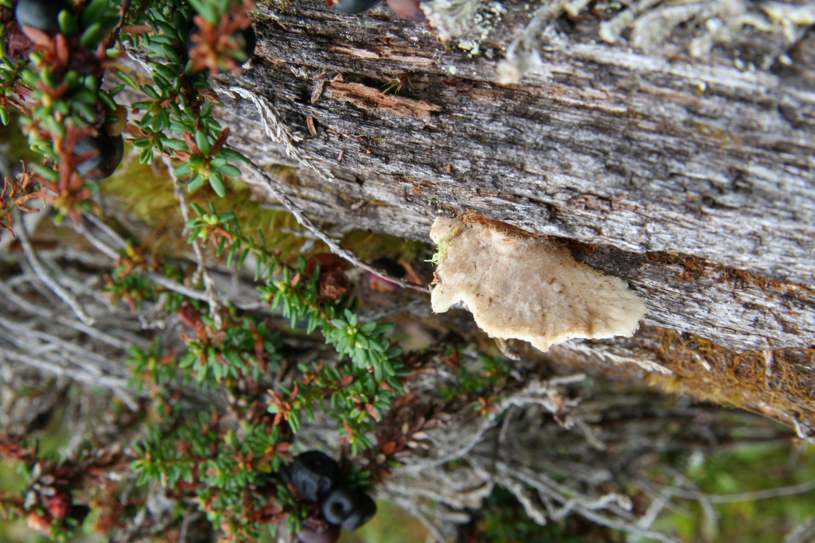 : Tyromyces canadensis.