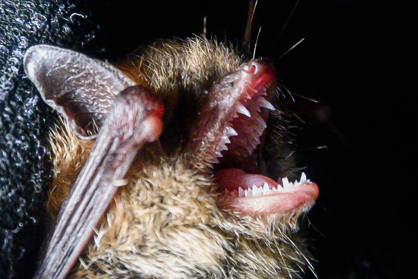 : Myotis brandtii.