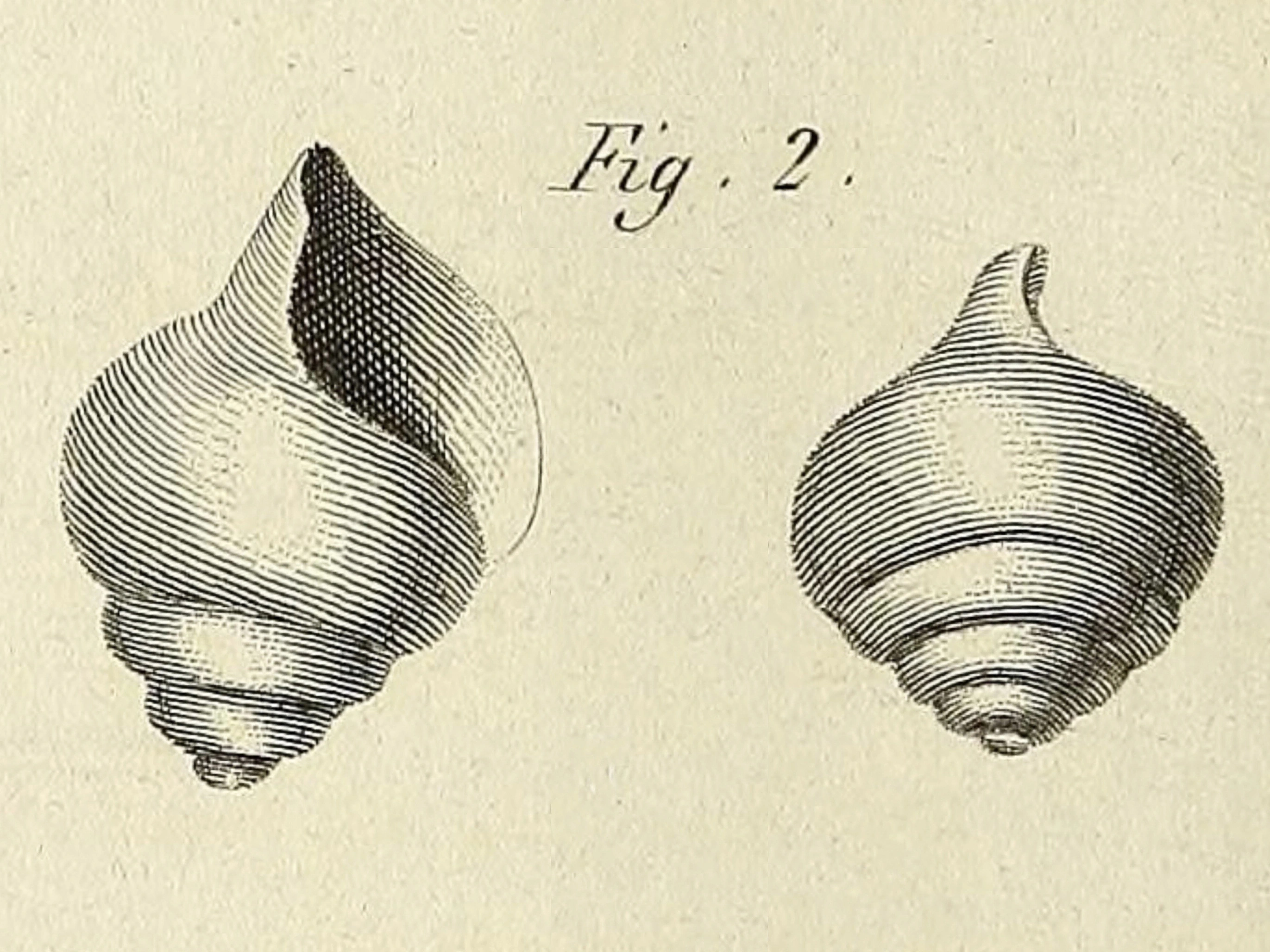 : Limacina retroversa.