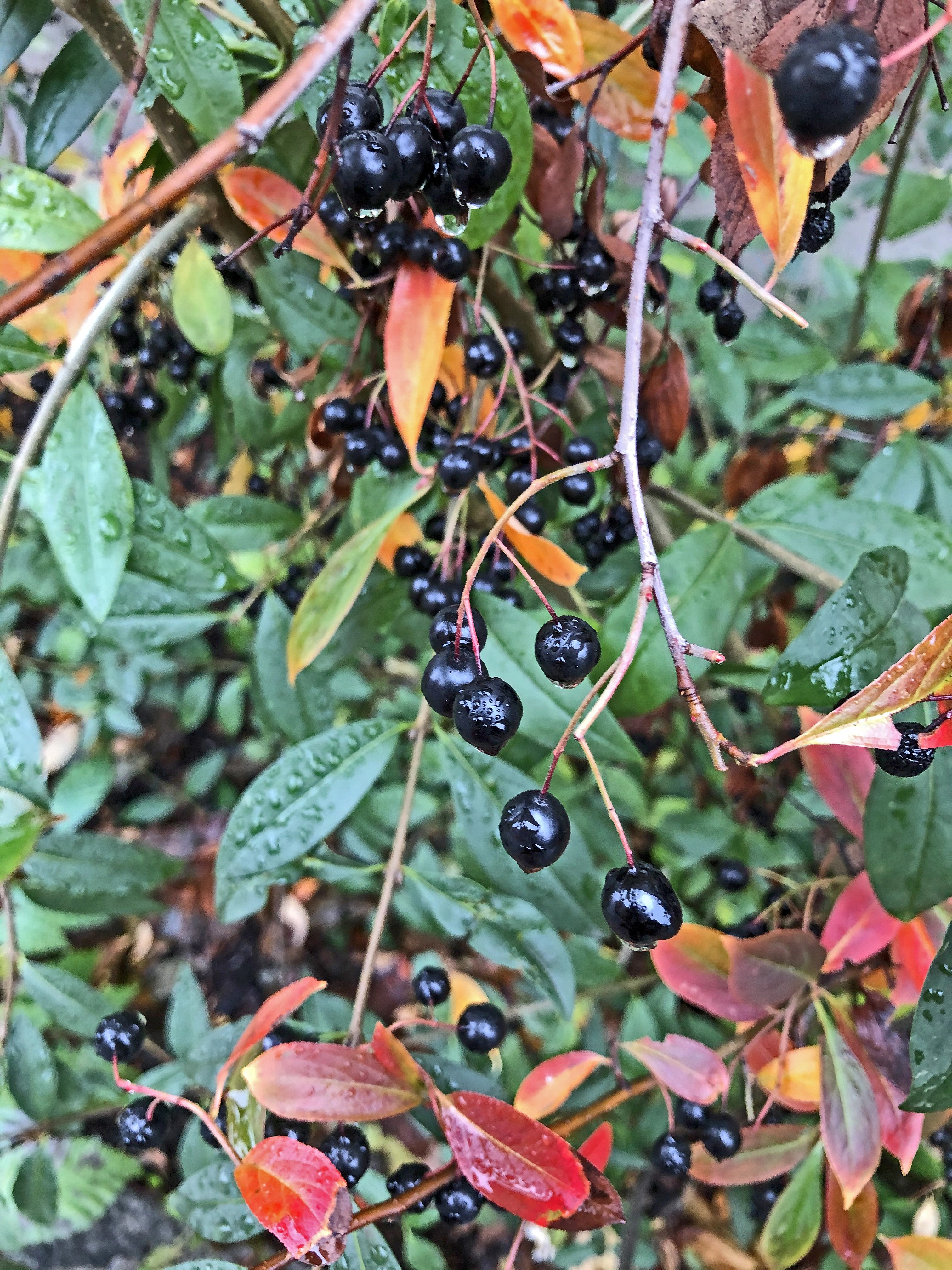 : Aronia melanocarpa.