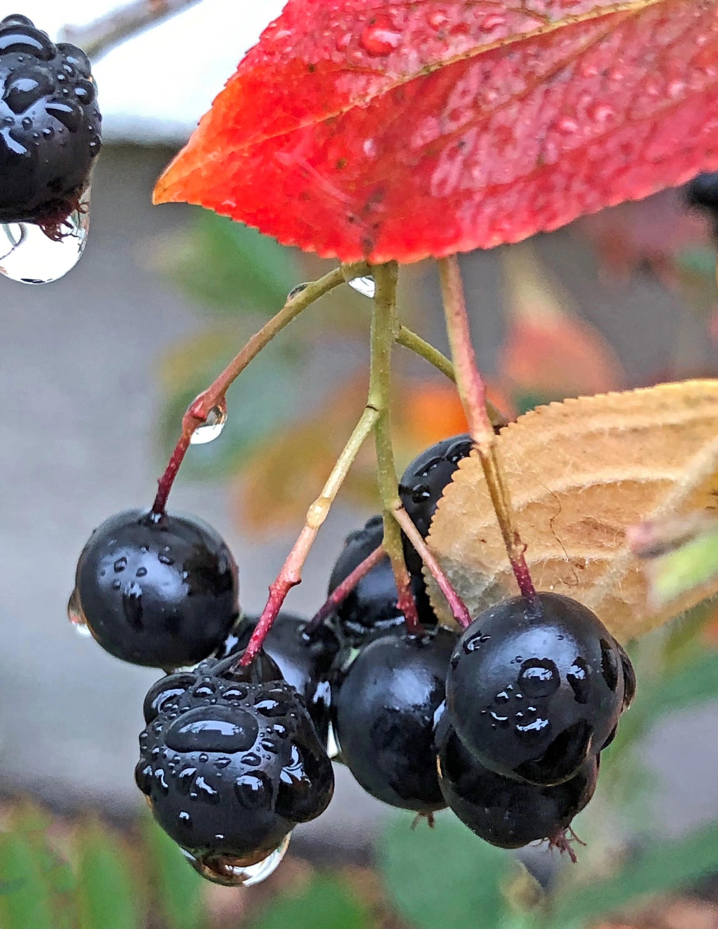 : Aronia melanocarpa.