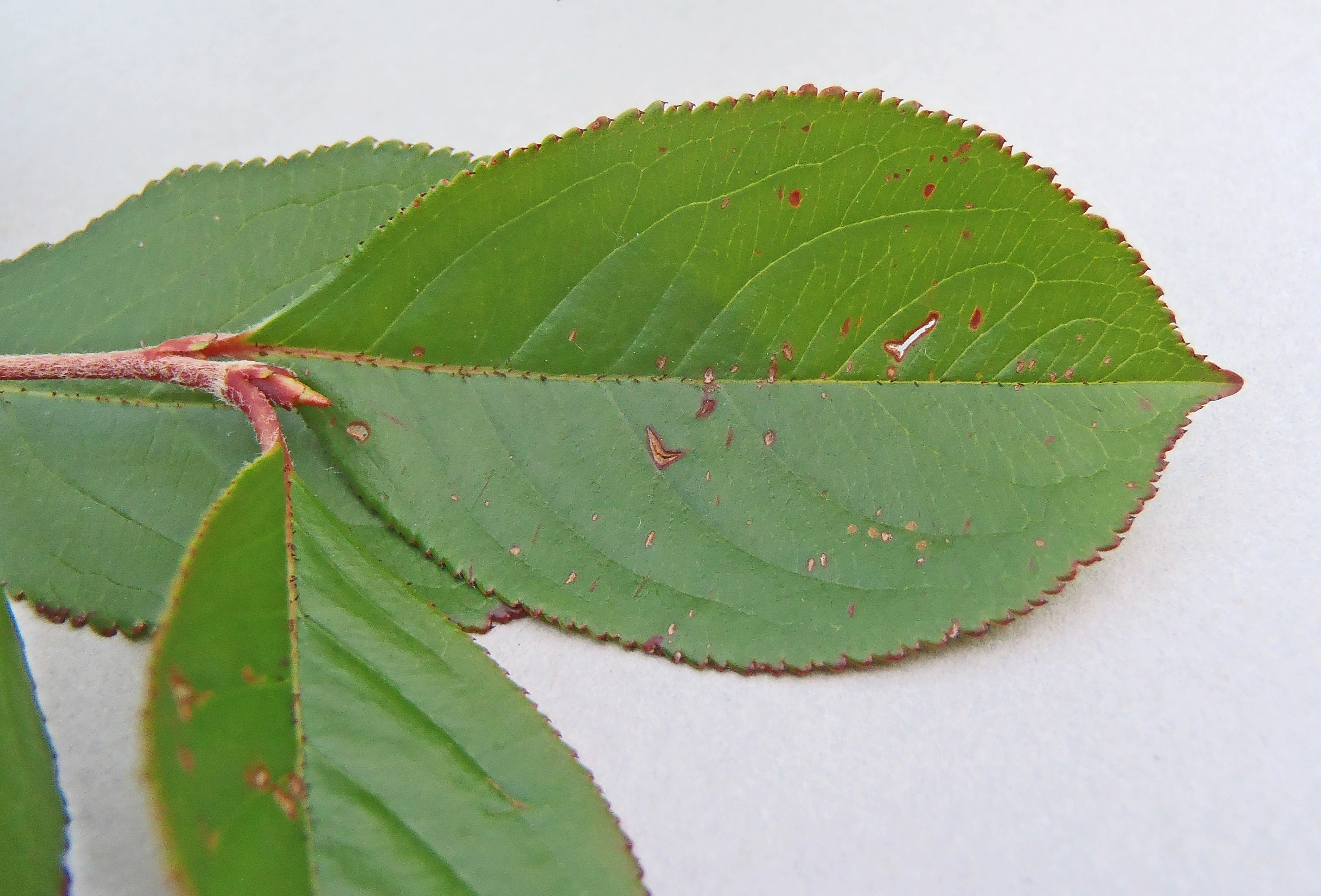 : Aronia melanocarpa.