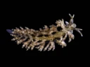 : Eubranchus vittatus.