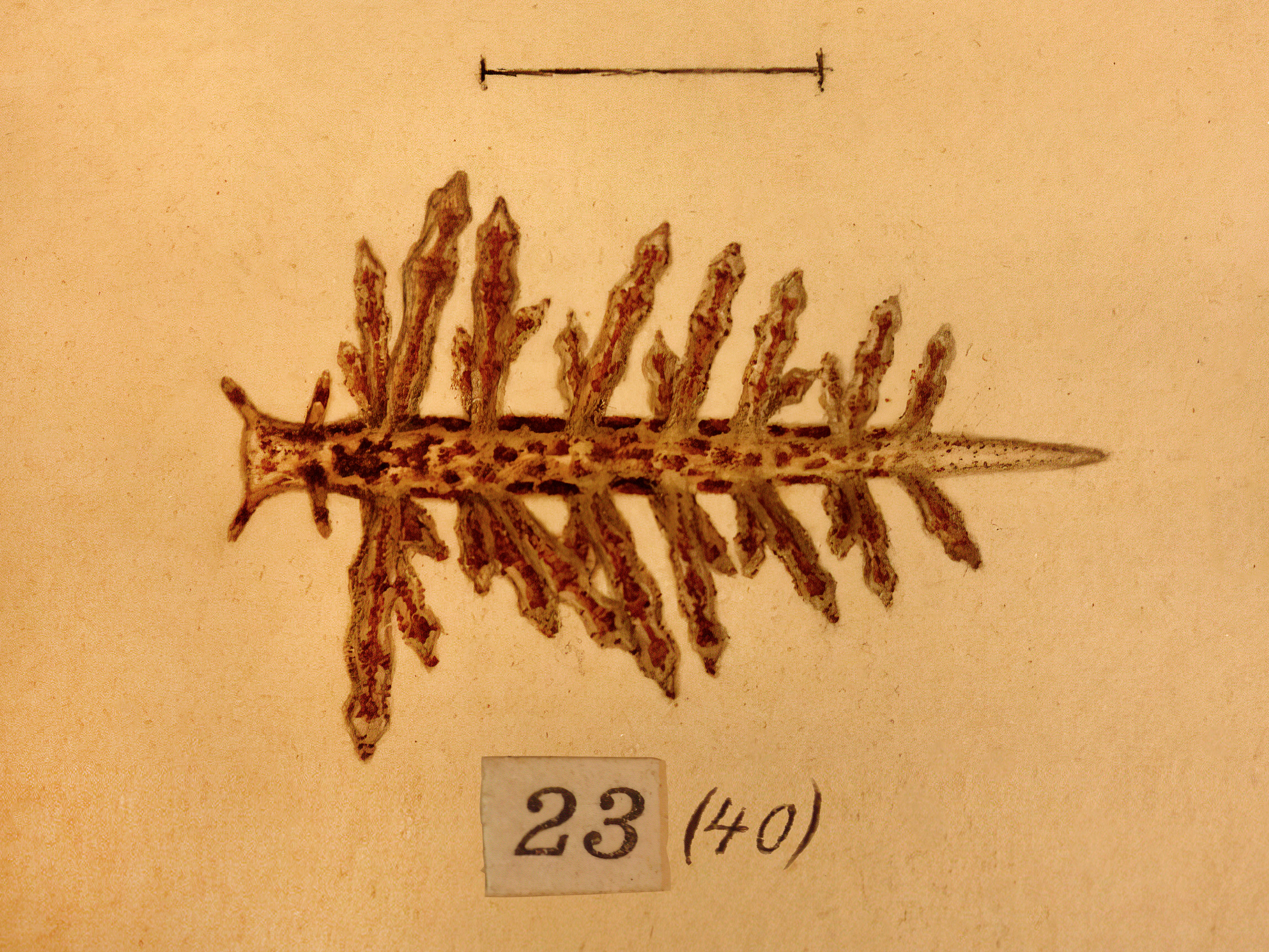 : Capellinia fustifera.