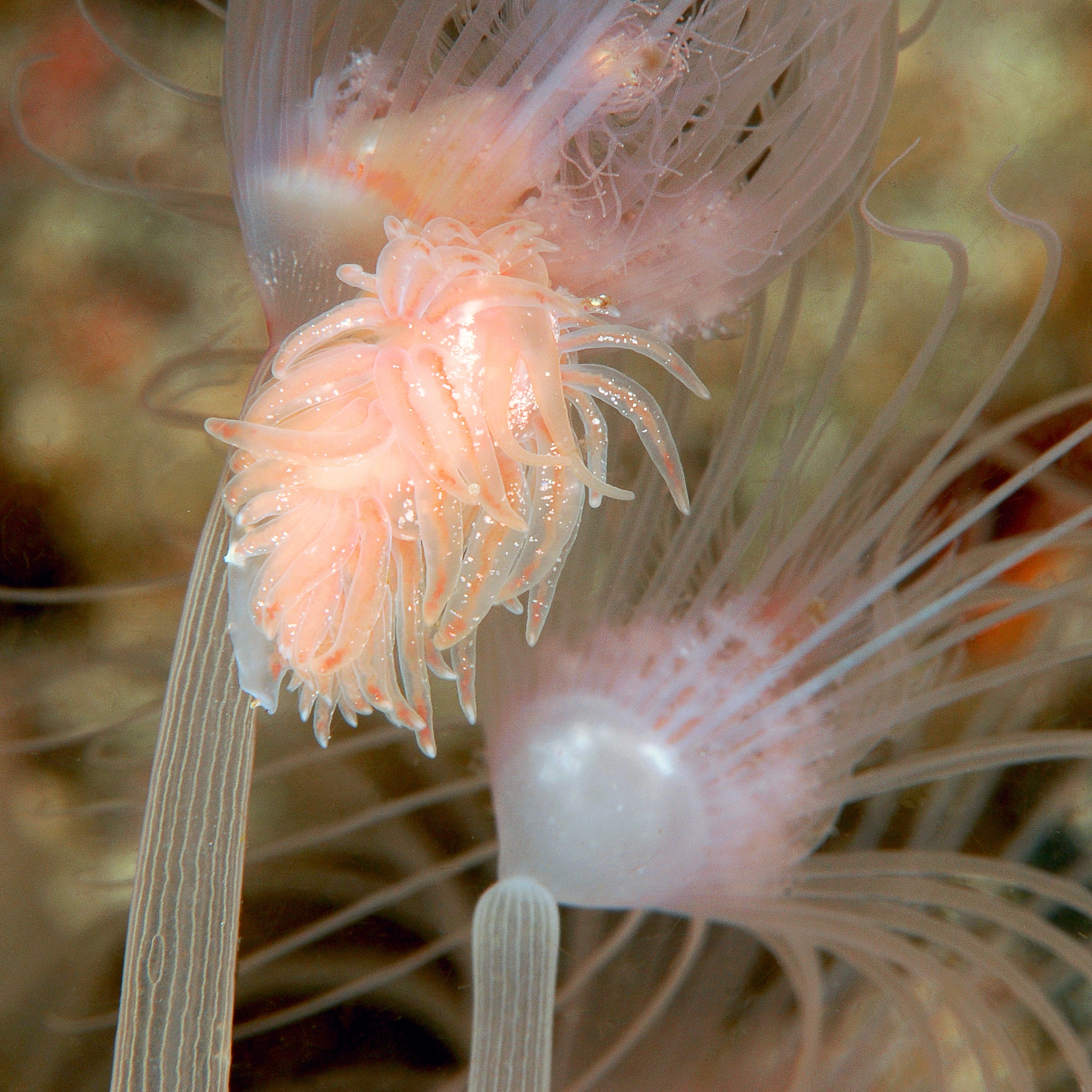 : Cumanotus beaumonti.