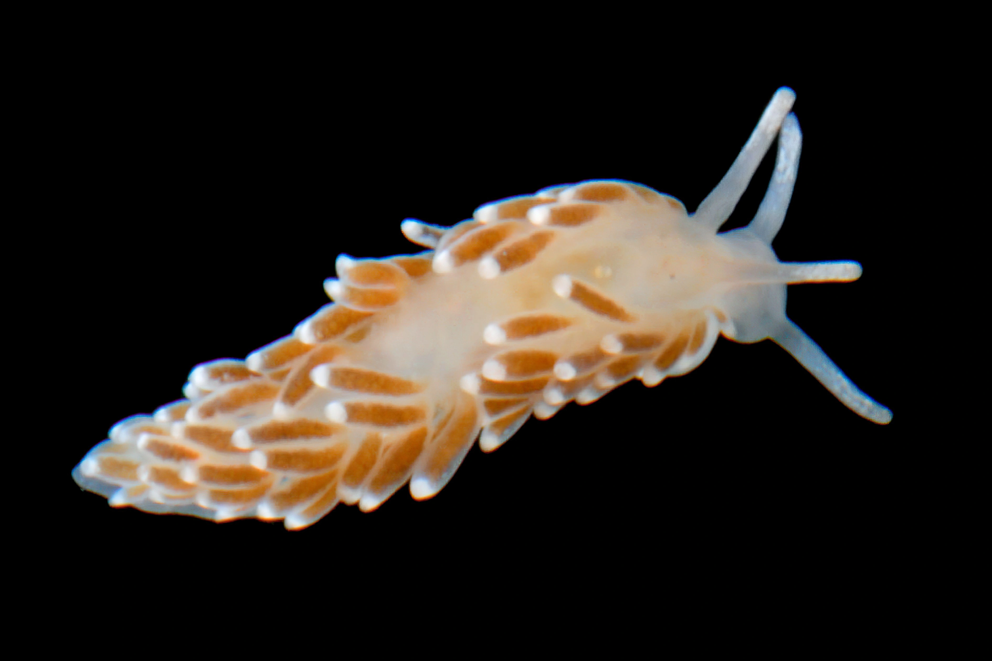 : Cuthonella concinna.