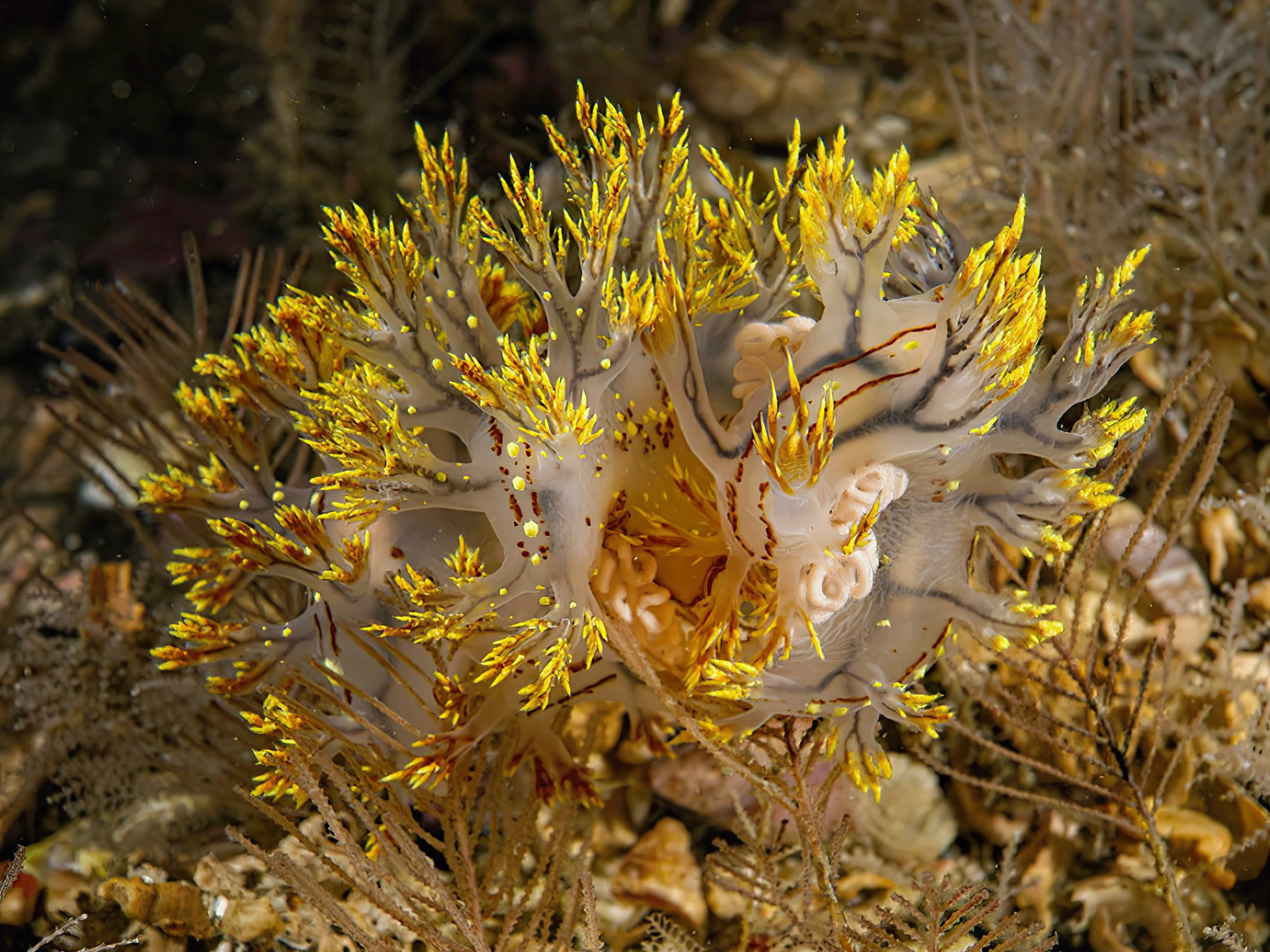 : Dendronotus yrjargul.