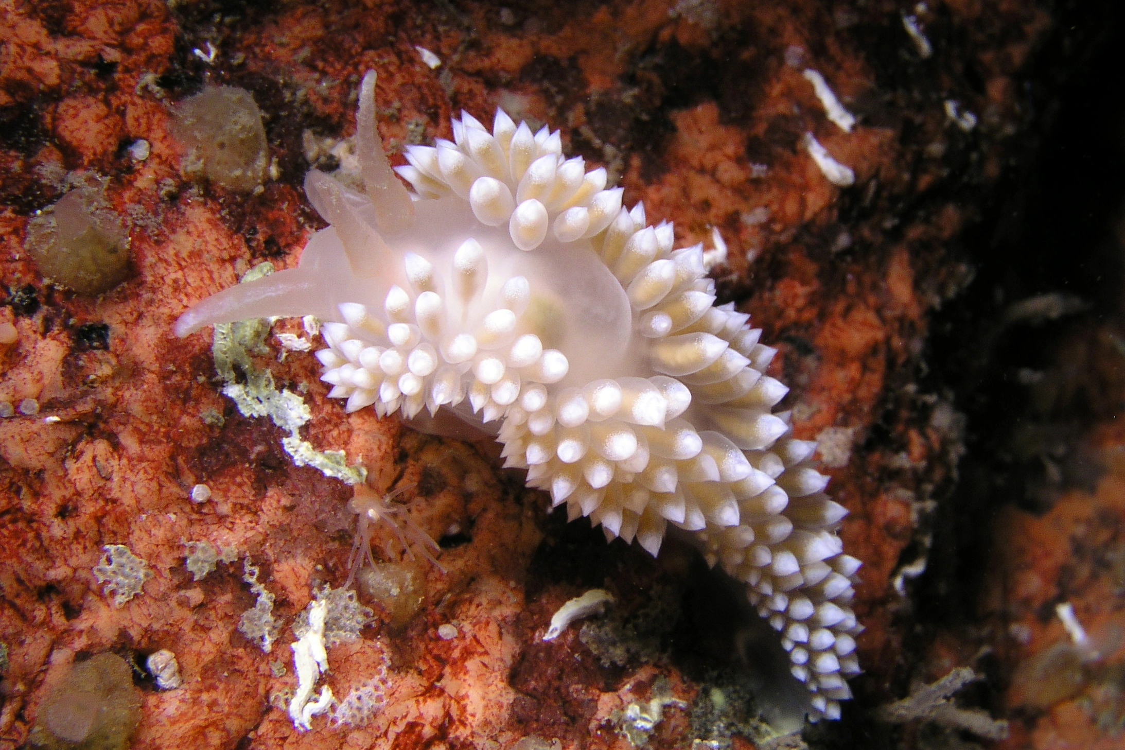 : Coryphella verrucosa.