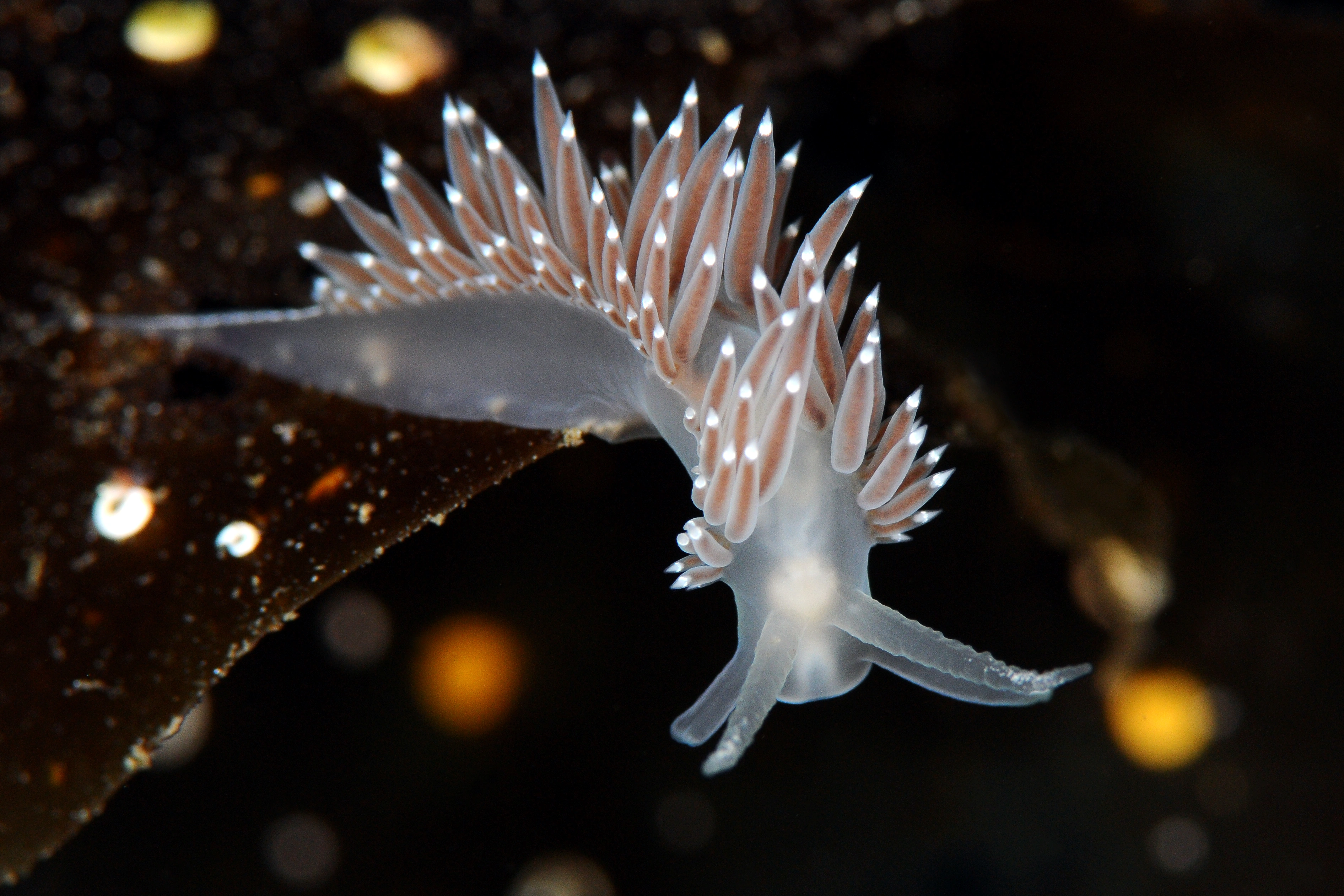 : Coryphella verrucosa.