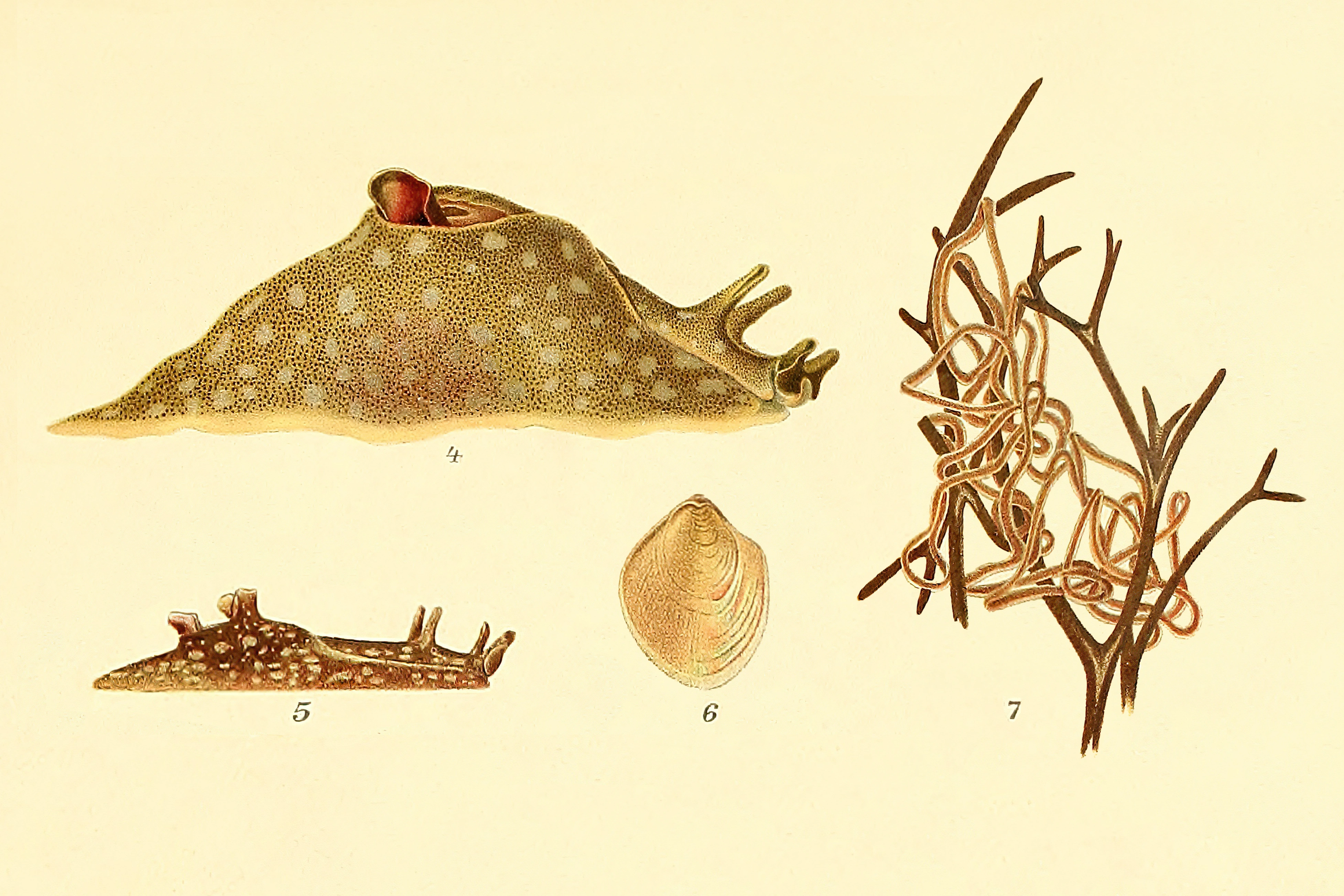 : Aplysia punctata.