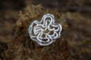 : Candiella plebeia.