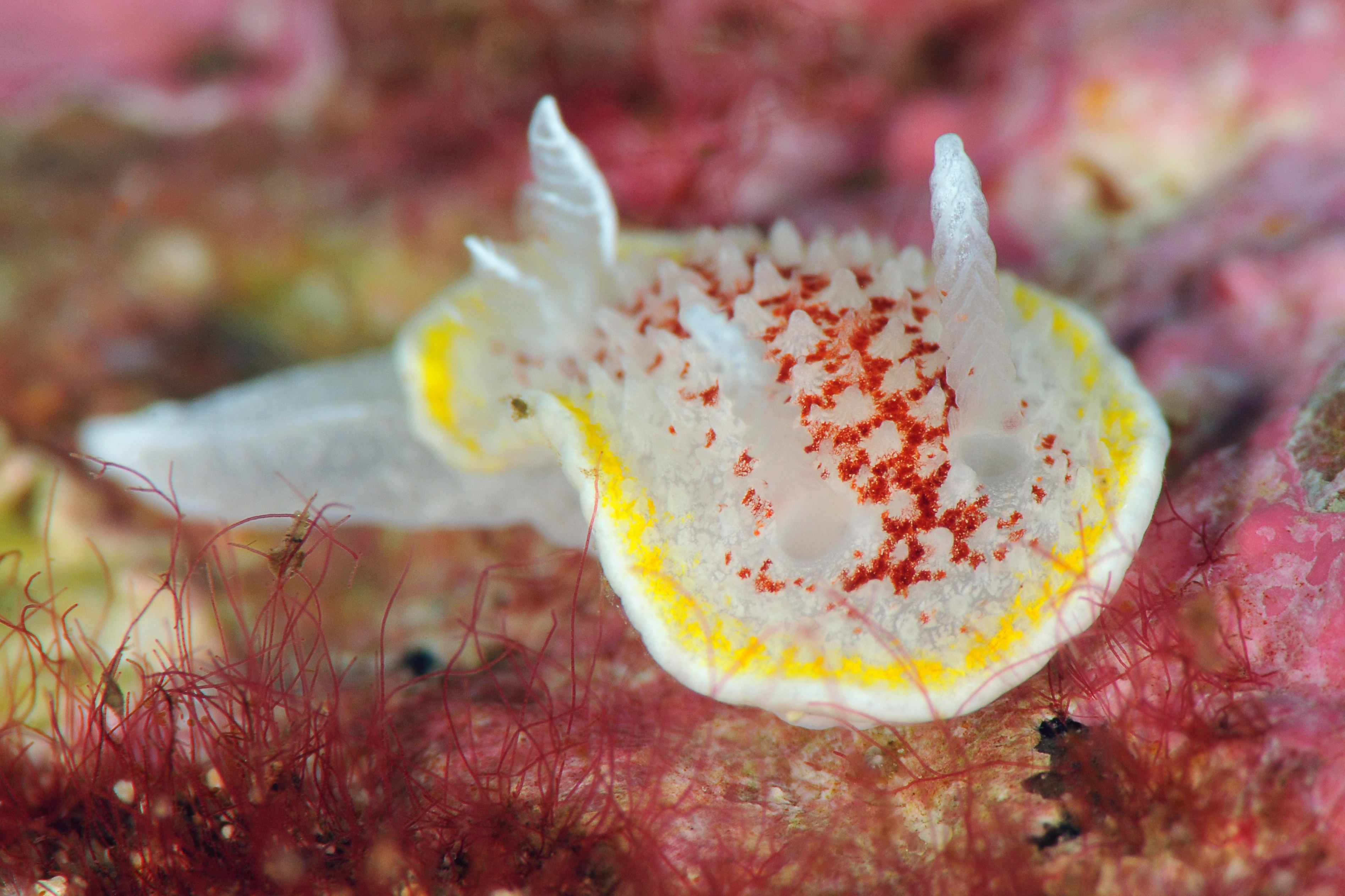 : Diaphorodoris luteocincta.