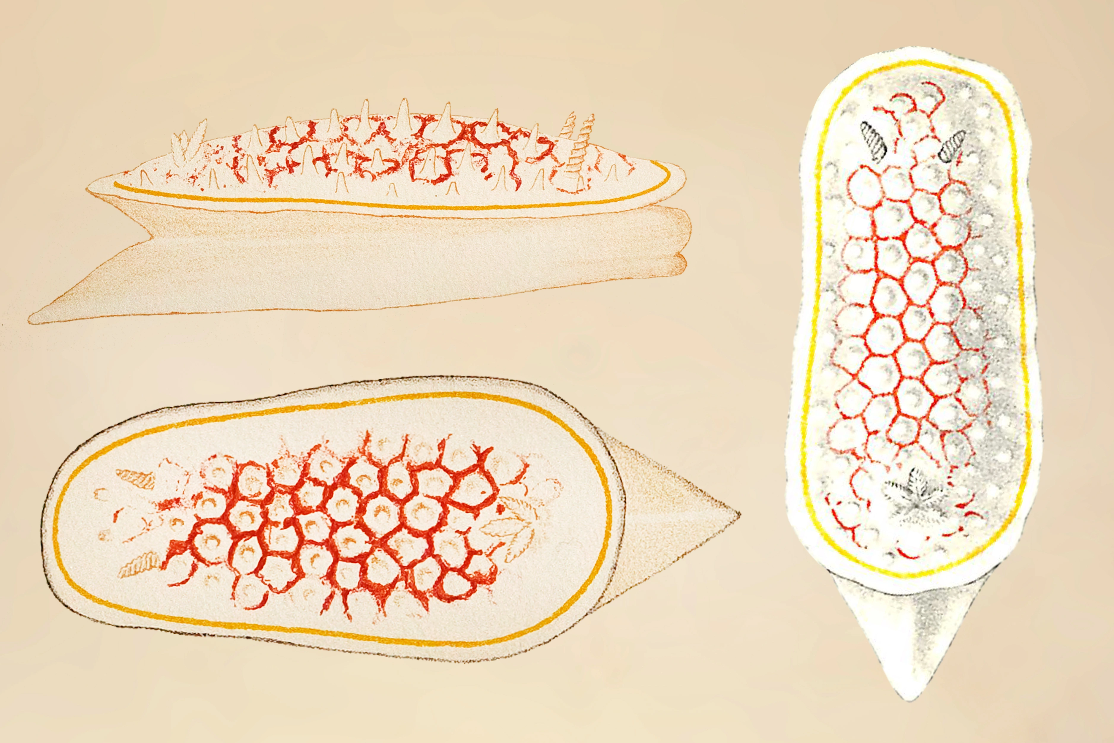 : Diaphorodoris luteocincta.