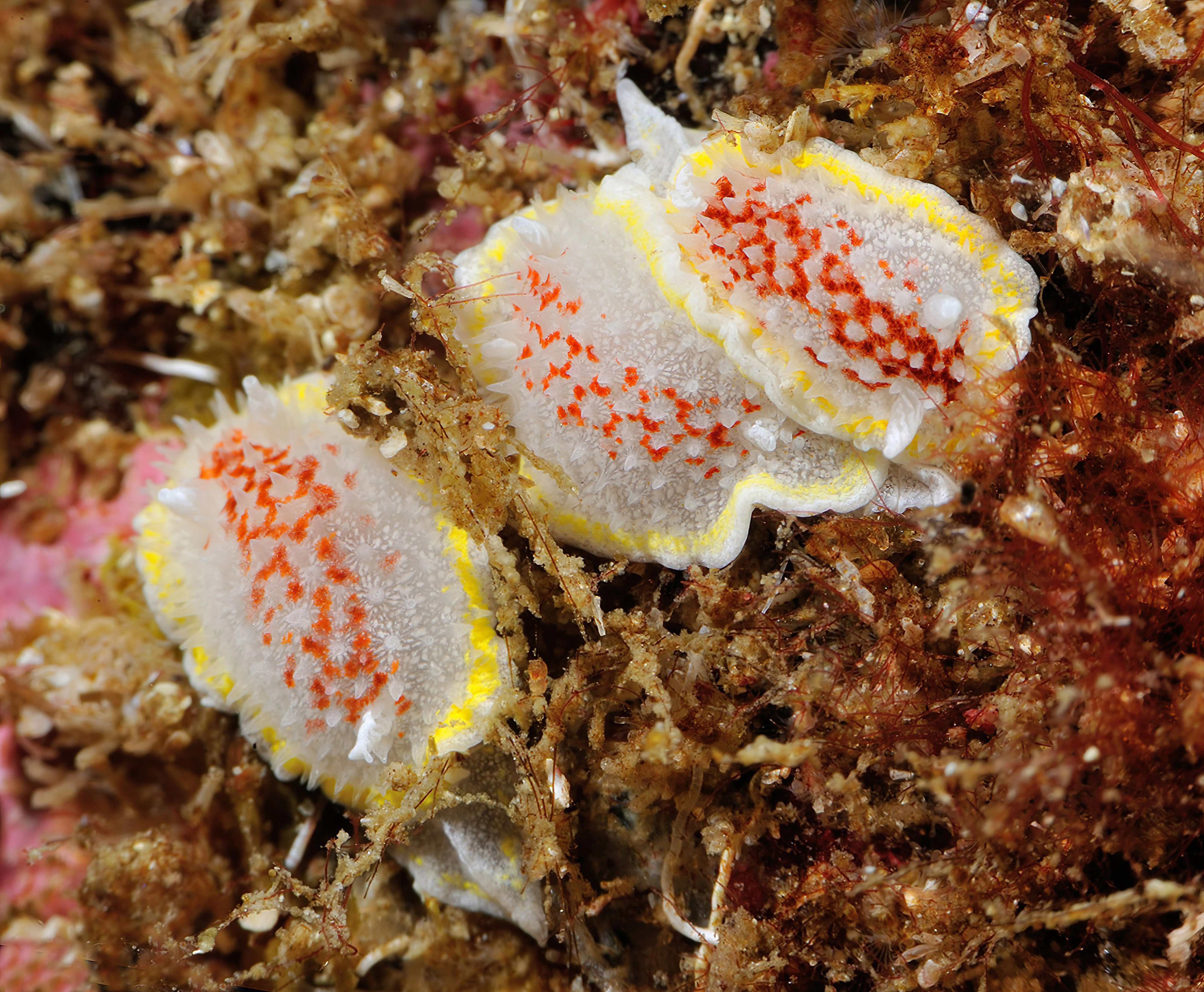 : Diaphorodoris luteocincta.