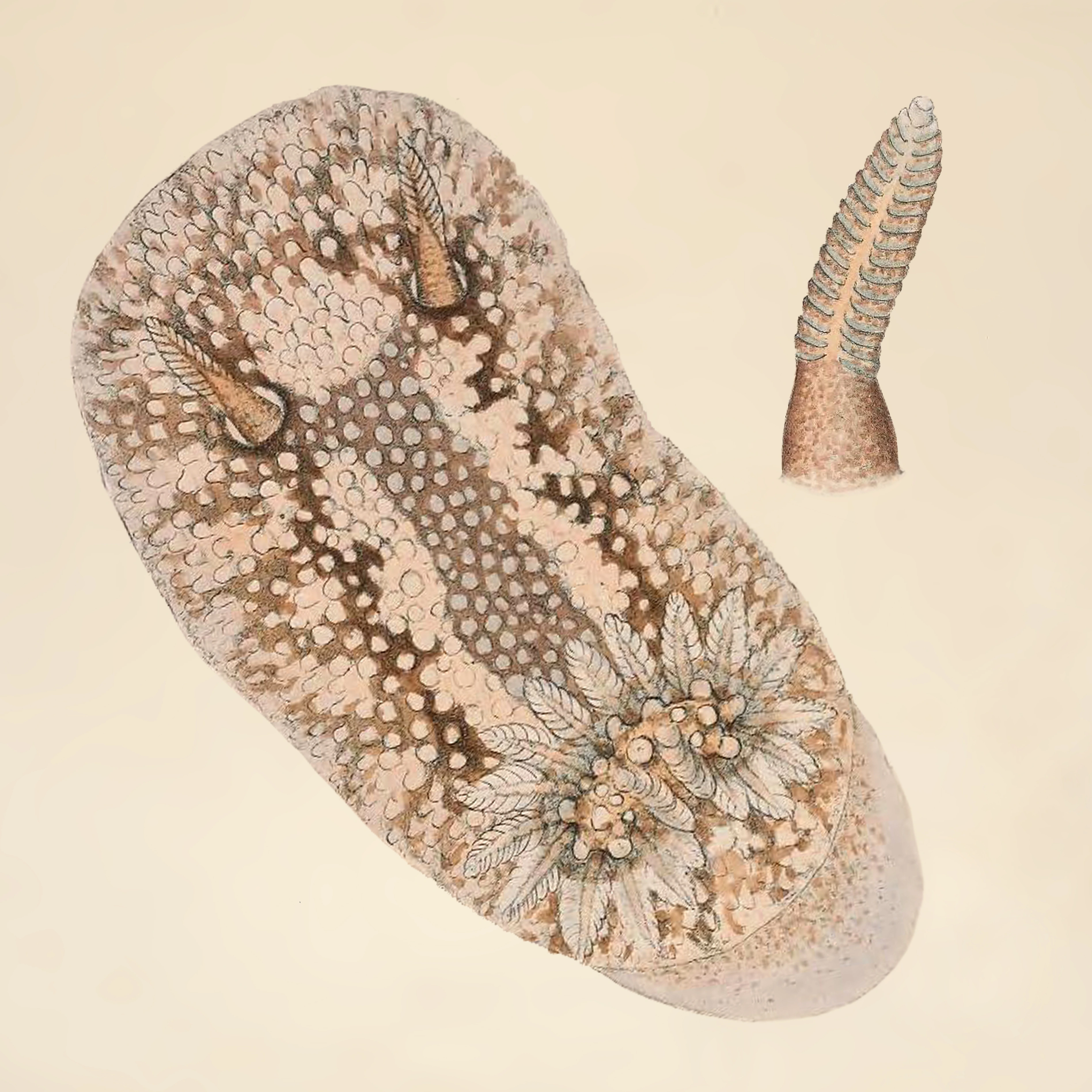 : Onchidoris bilamellata.