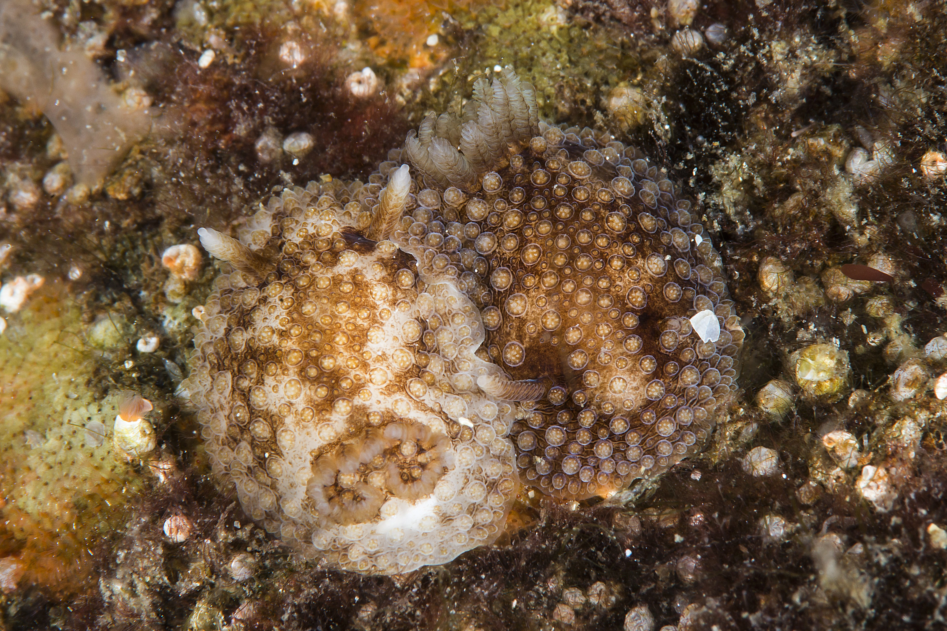 : Onchidoris bilamellata.