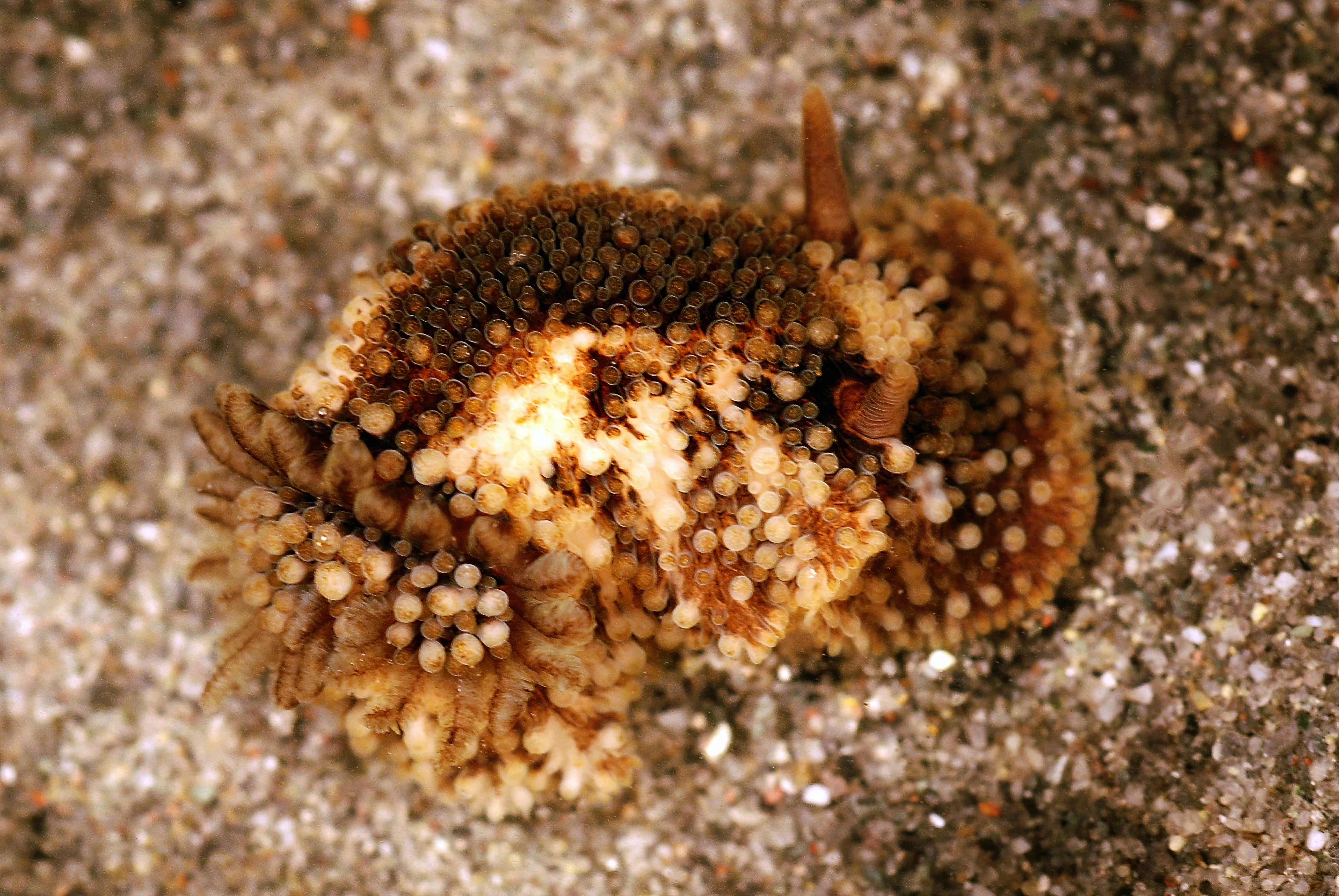 : Onchidoris bilamellata.