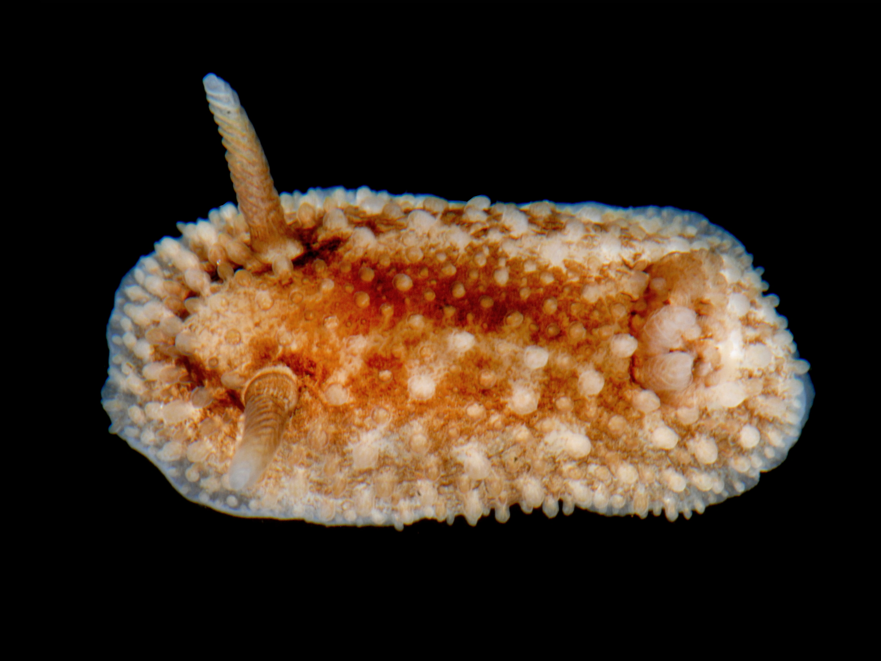 : Onchidoris bilamellata.