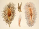 : Janolus hyalinus.