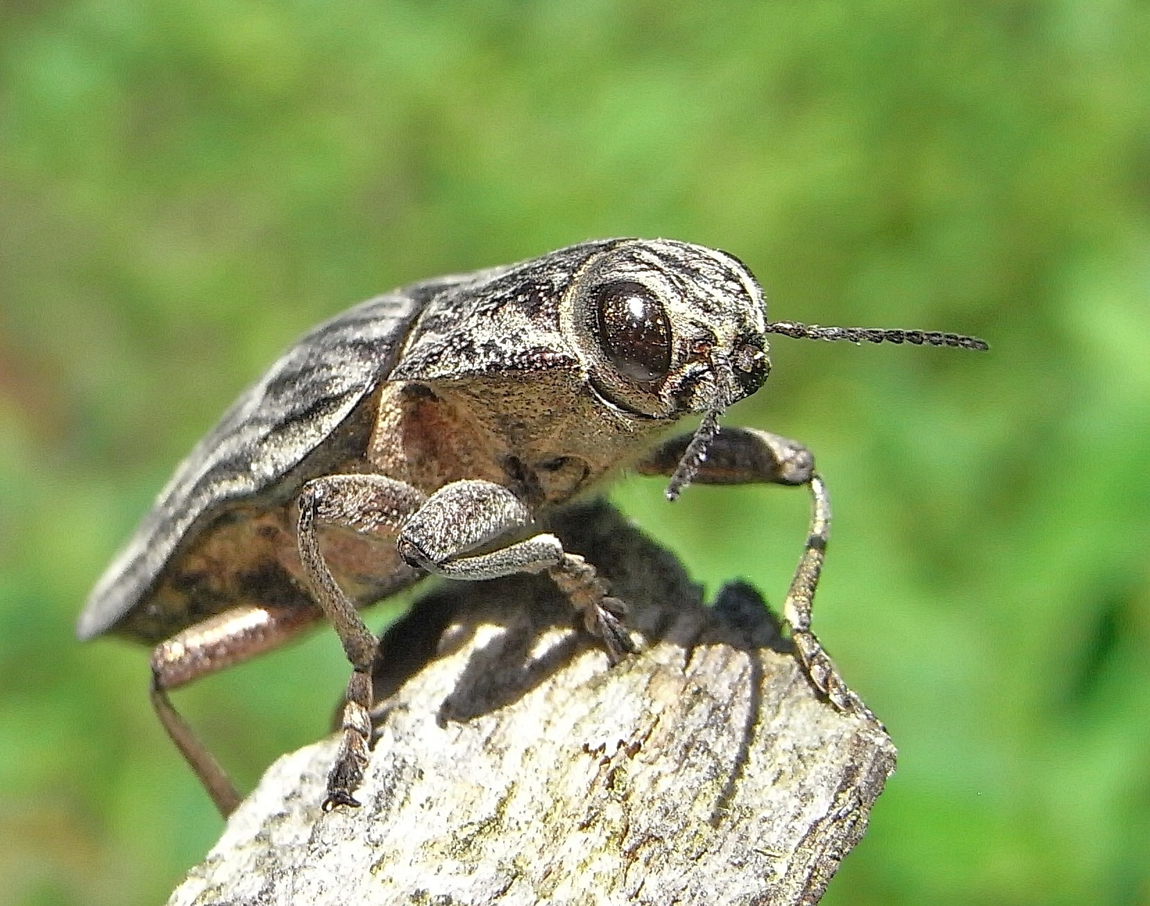 : Chalcophora mariana.