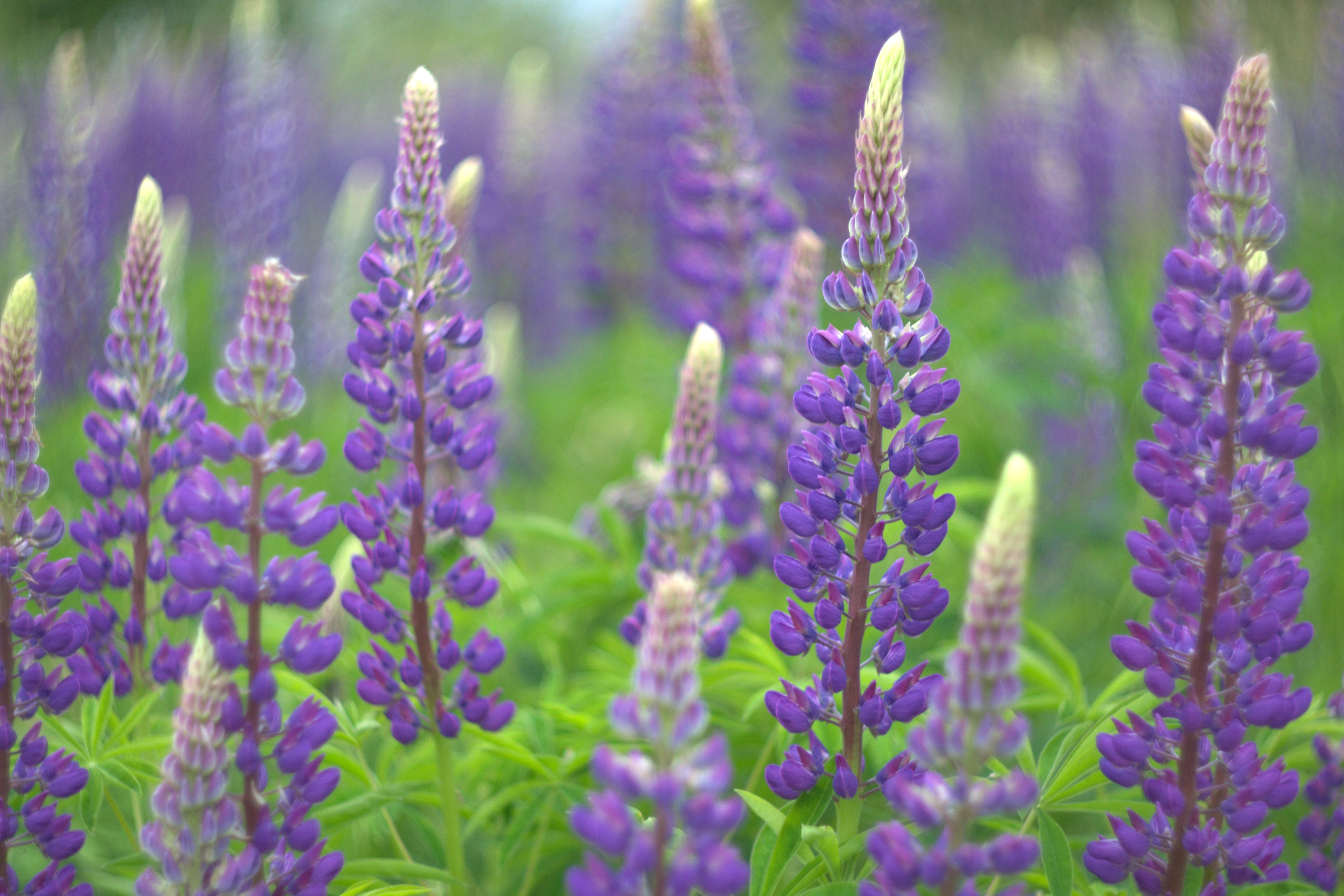 : Lupinus polyphyllus.