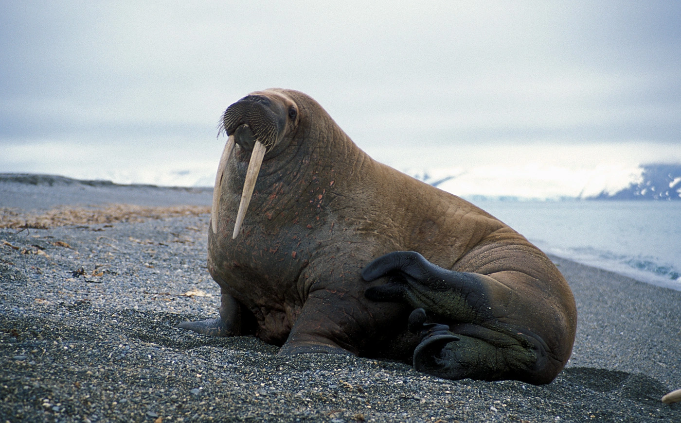 : Odobenus rosmarus.