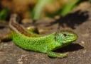 : Lacerta agilis.