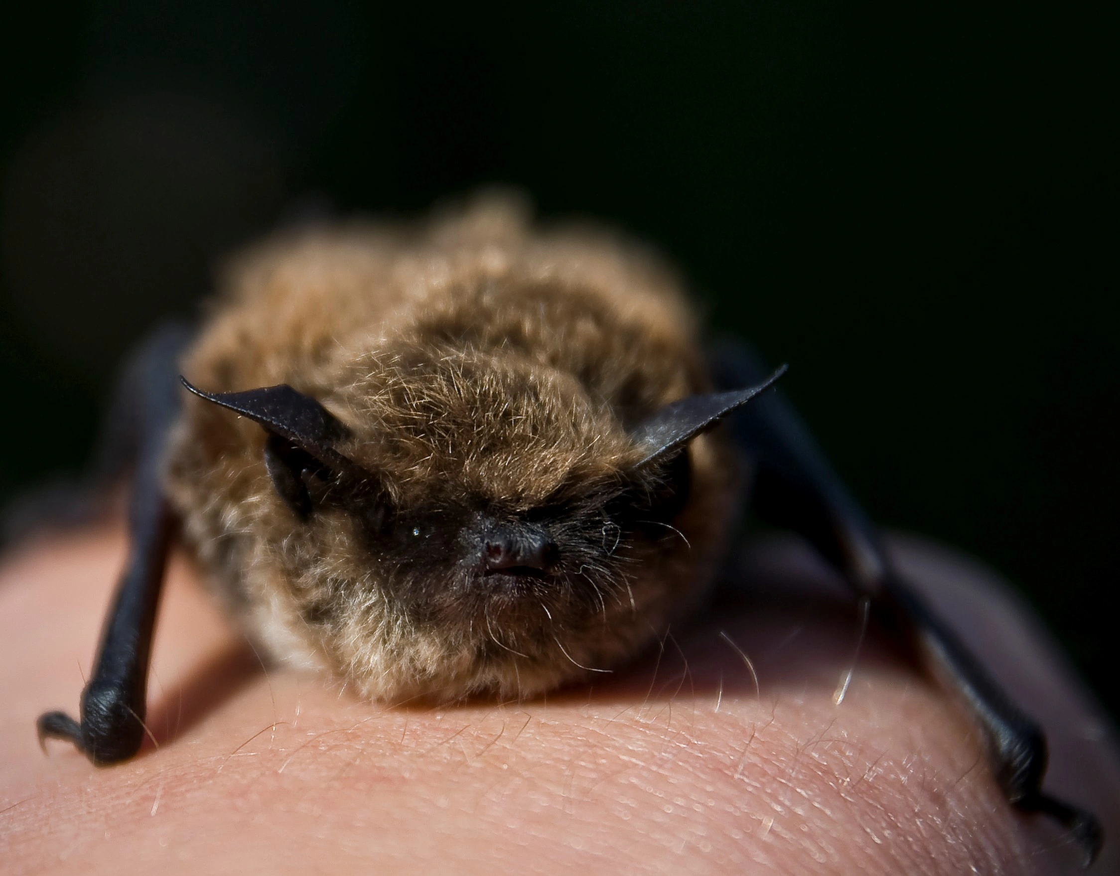 : Myotis brandtii.