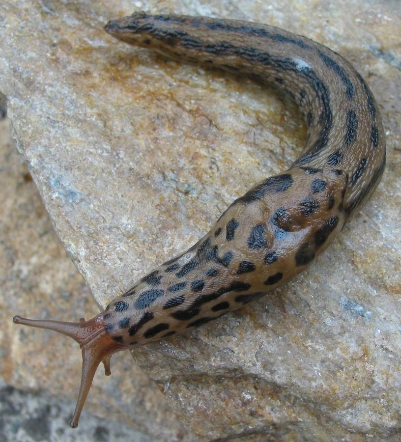 : Limax maximus.