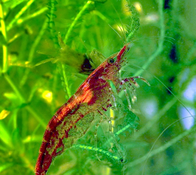 : Neocaridina davidi.