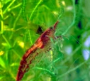 : Neocaridina davidi.