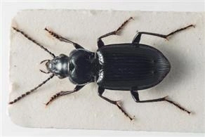 : Pterostichus quadrifoveolatus.