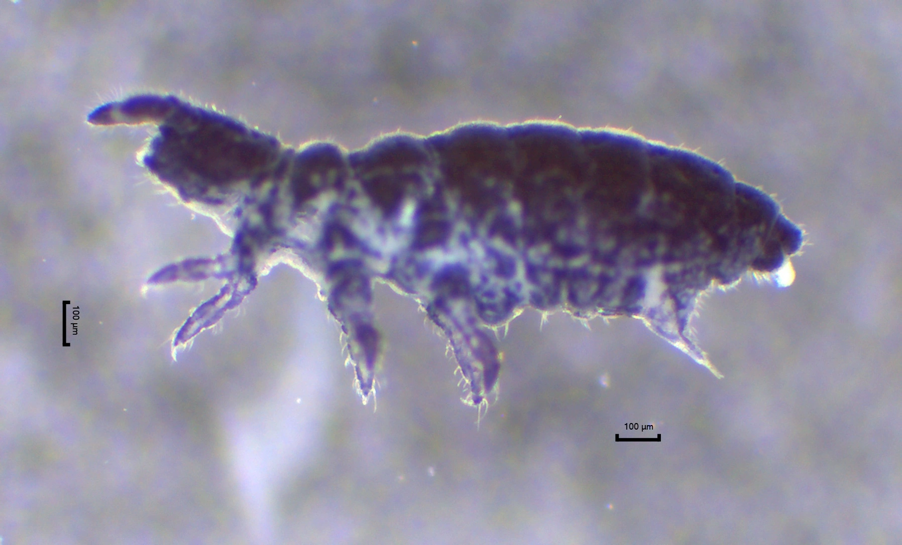 : Xenylla humicola.