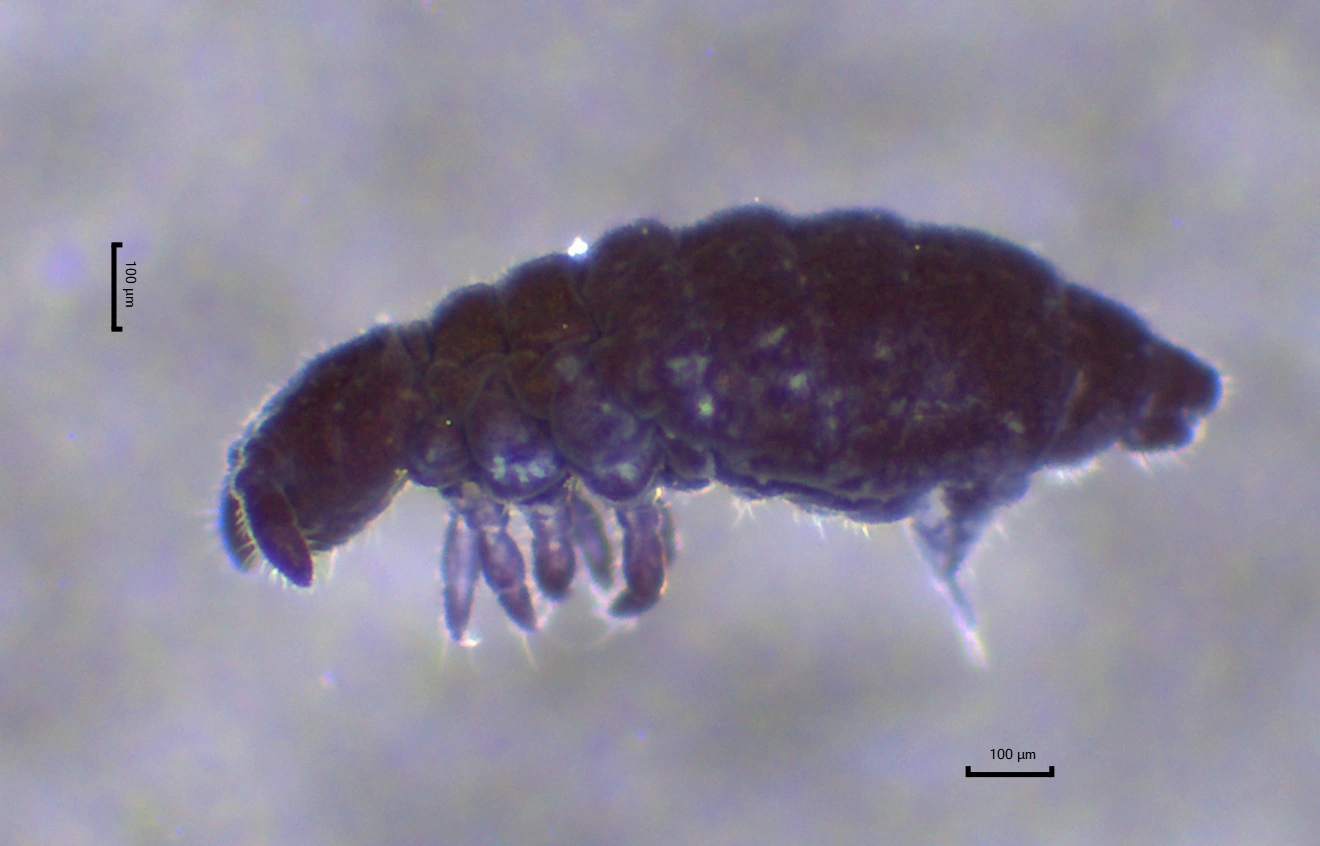 : Xenylla humicola.