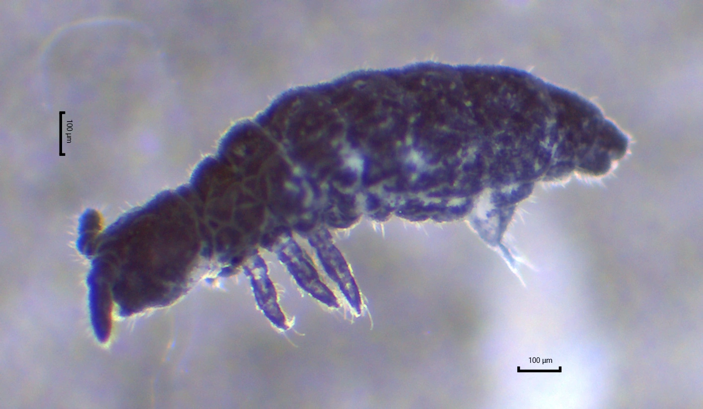 : Xenylla humicola.