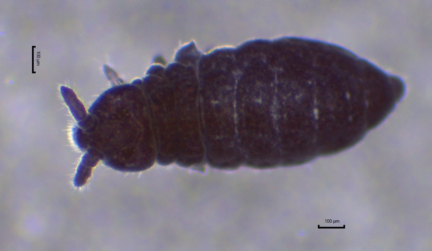 : Xenylla humicola.