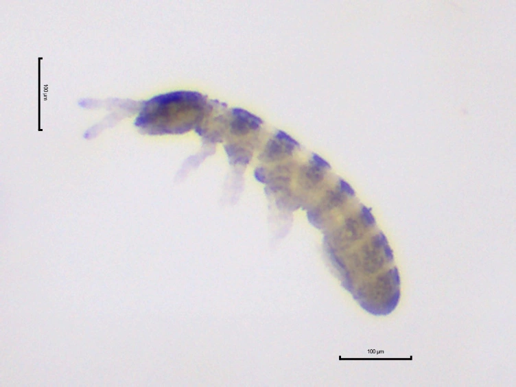 : Archisotoma theae.