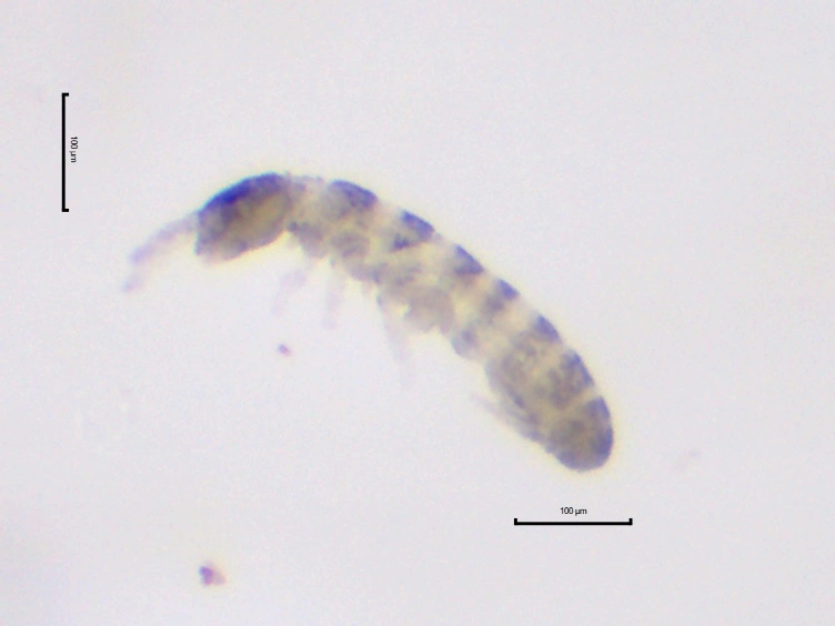 : Archisotoma theae.